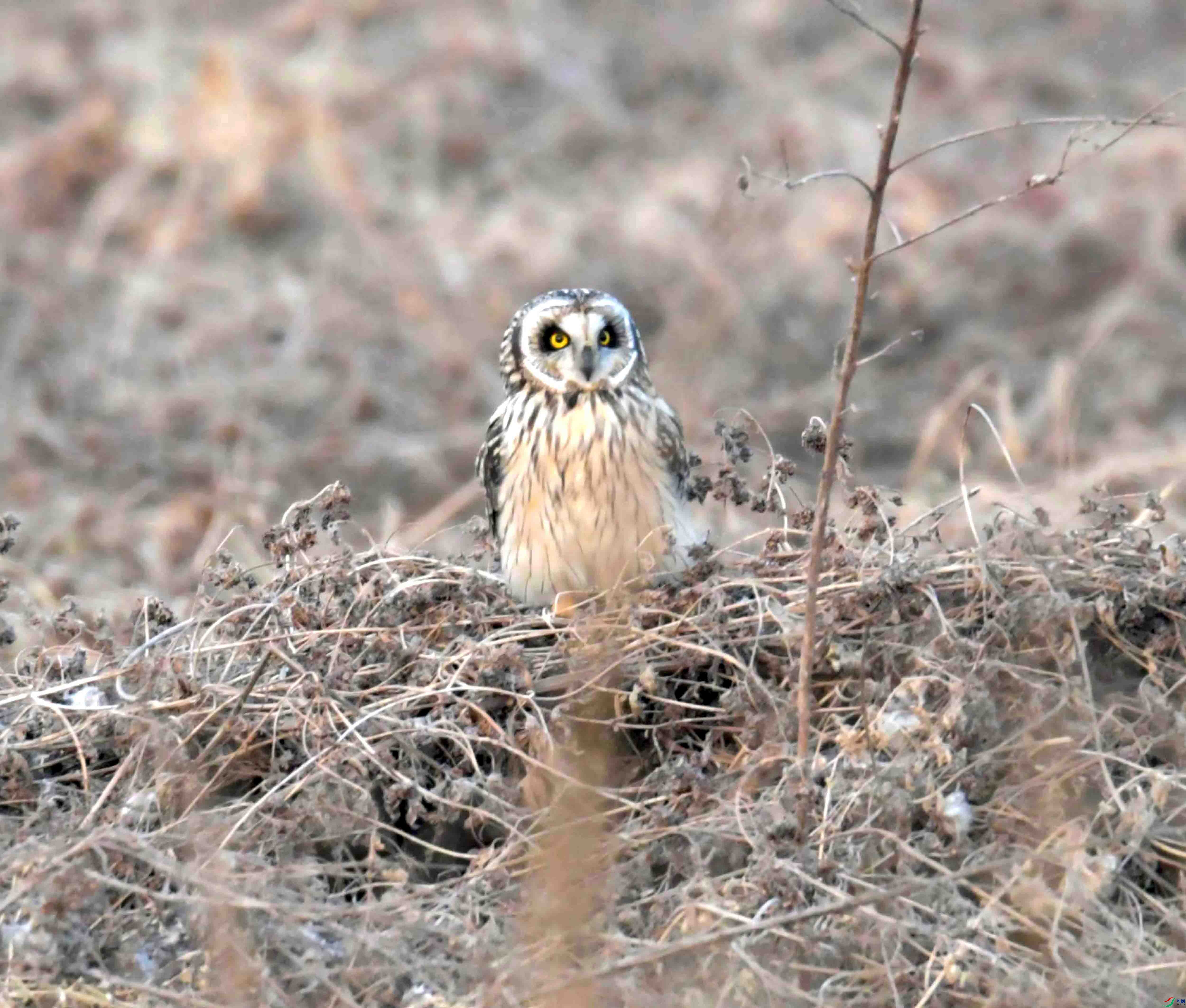 DSC_1035.JPG