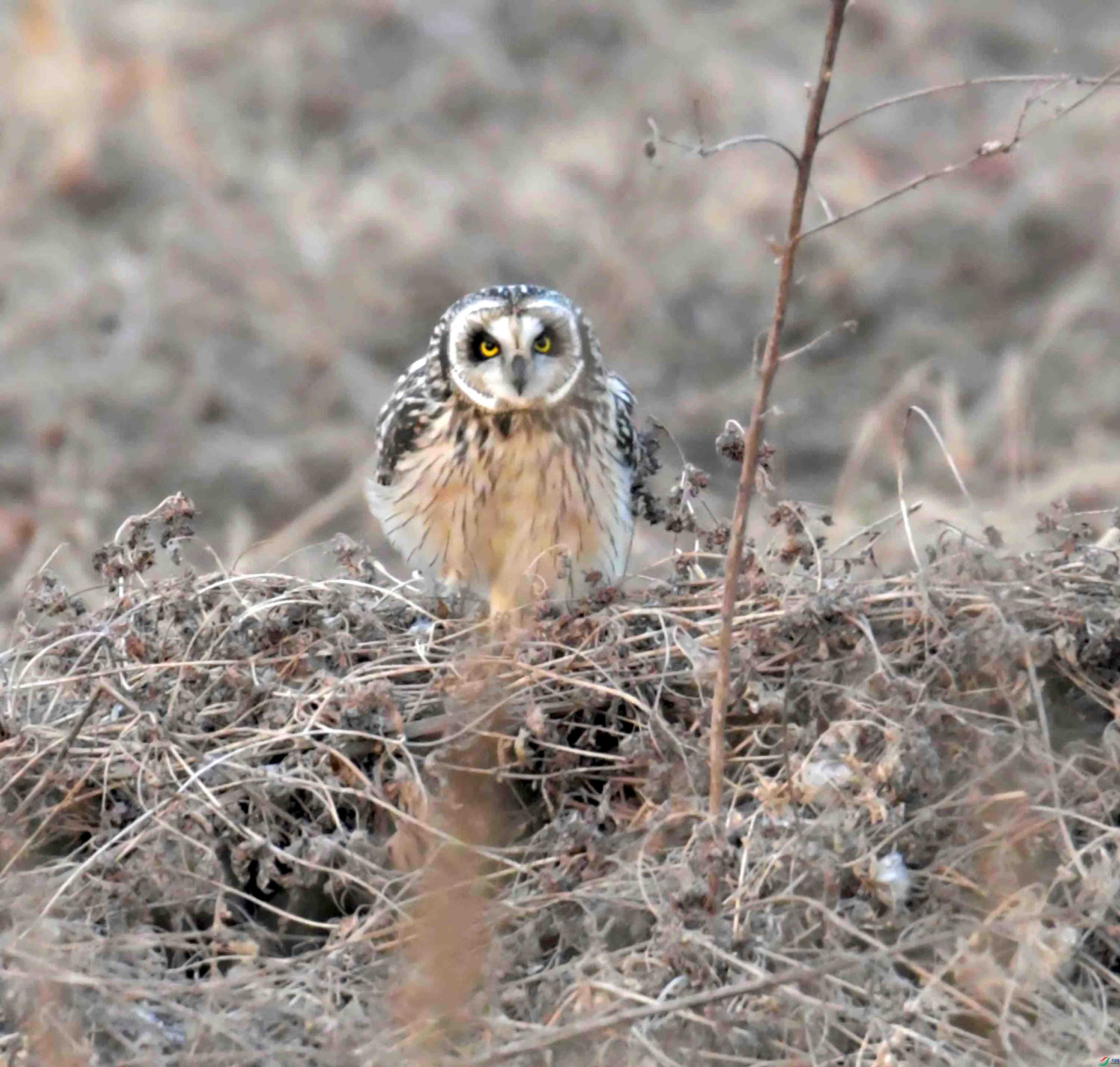 DSC_1046.JPG