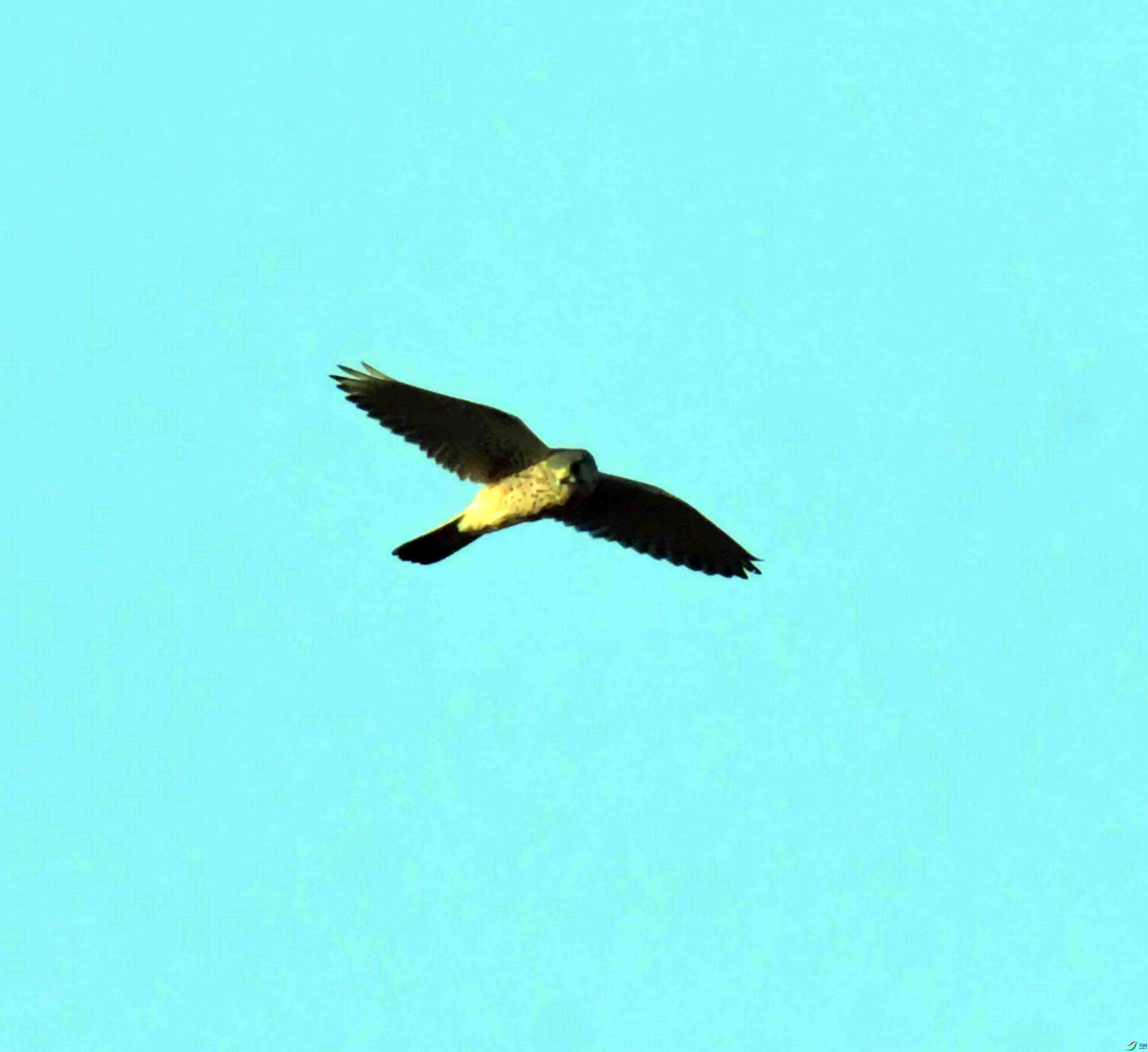 DSC_9313.JPG