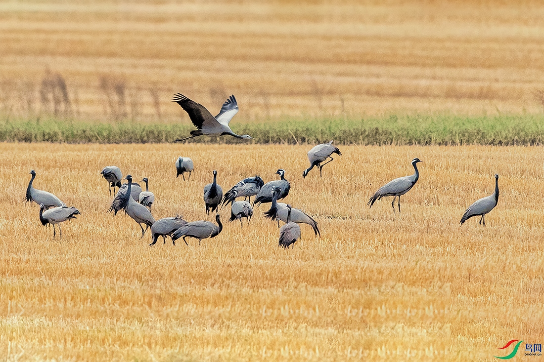 �����----��Ⱥ