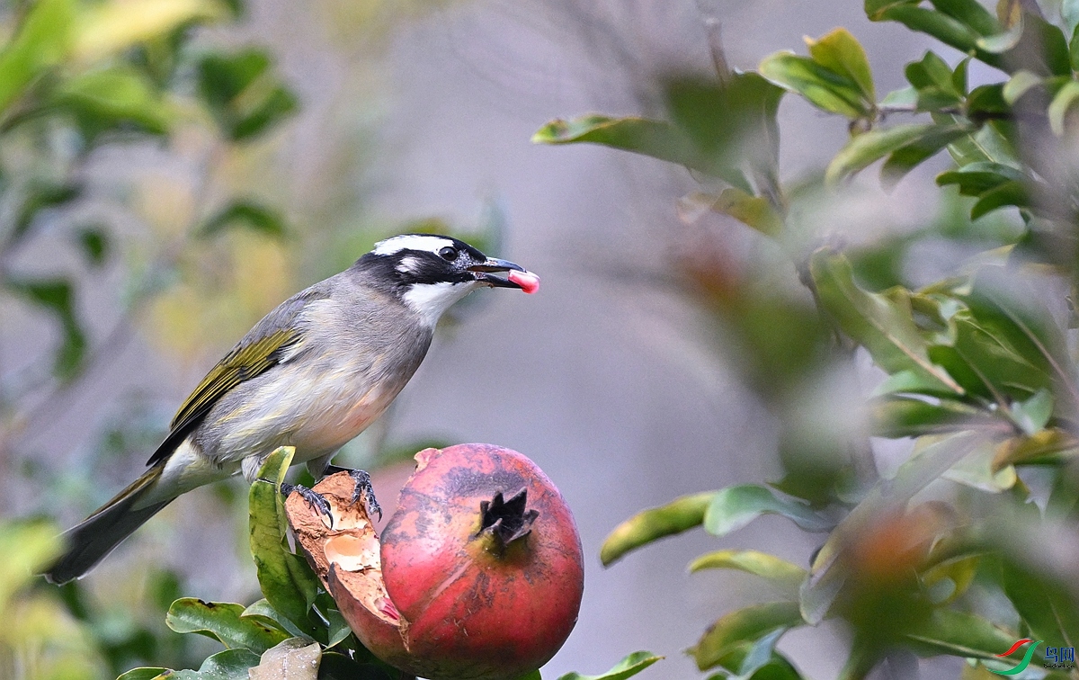 DSC_7421.JPG