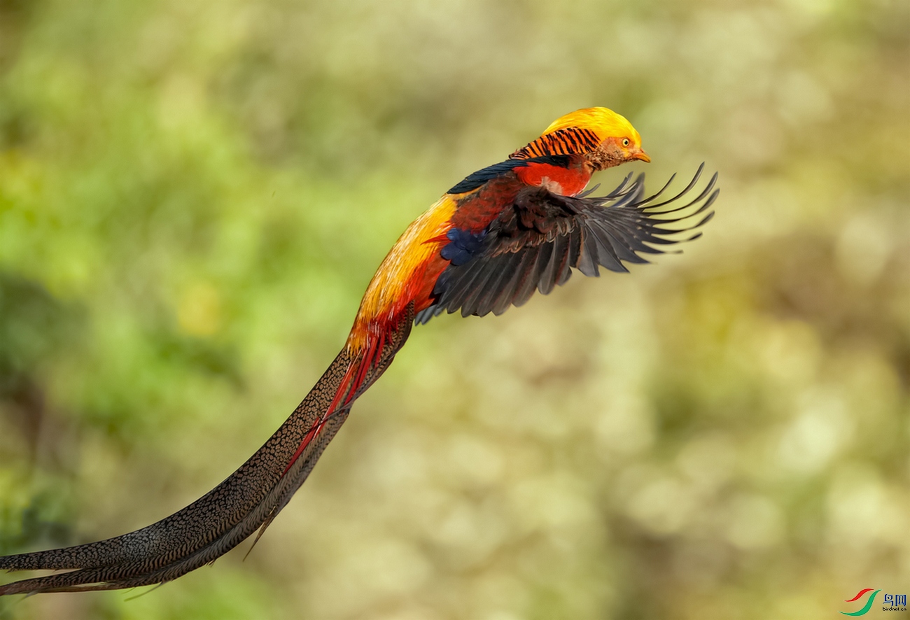 ������Ľ��� 