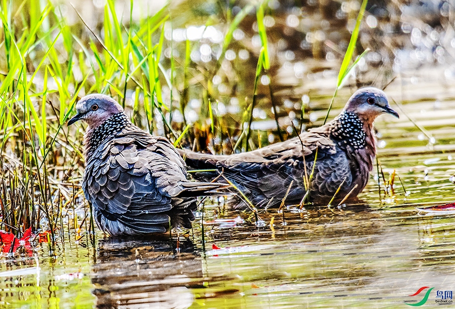 DSC_9795.jpg