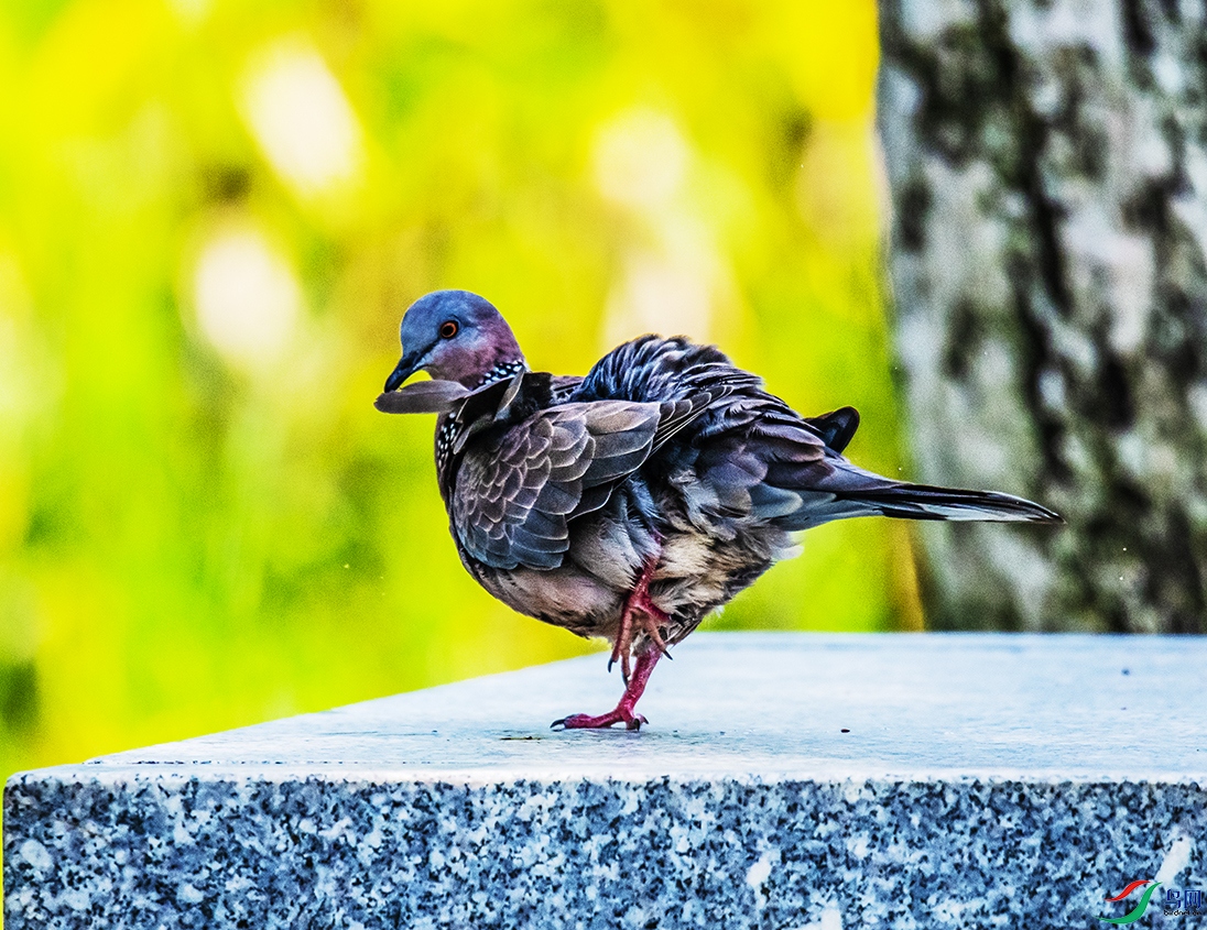 DSC_9784.jpg