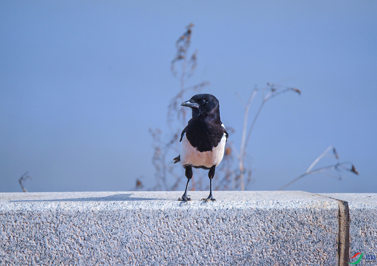 DSC_2534ϲȵ.jpg