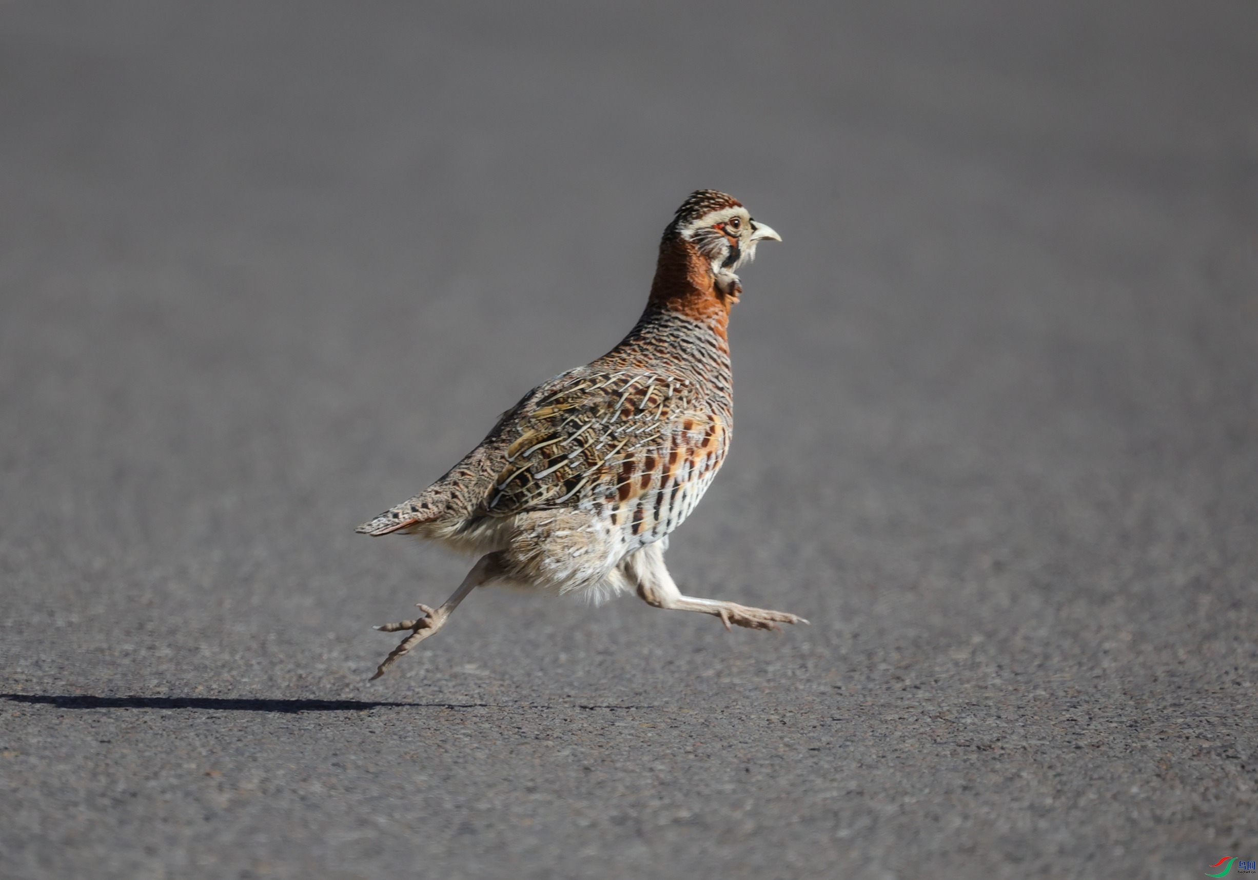 7X5A3908 - ����.JPG