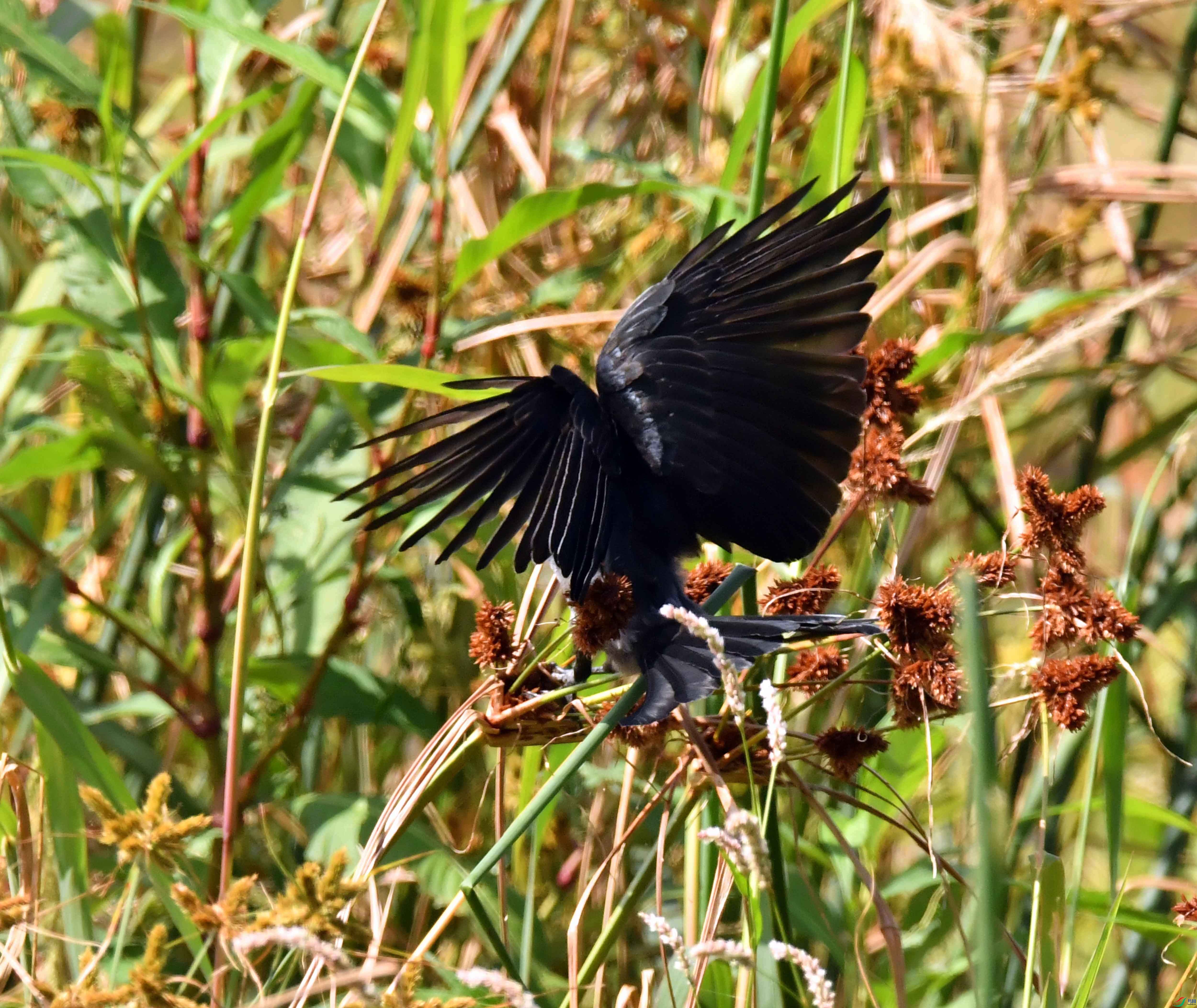 DSC_3531.JPG