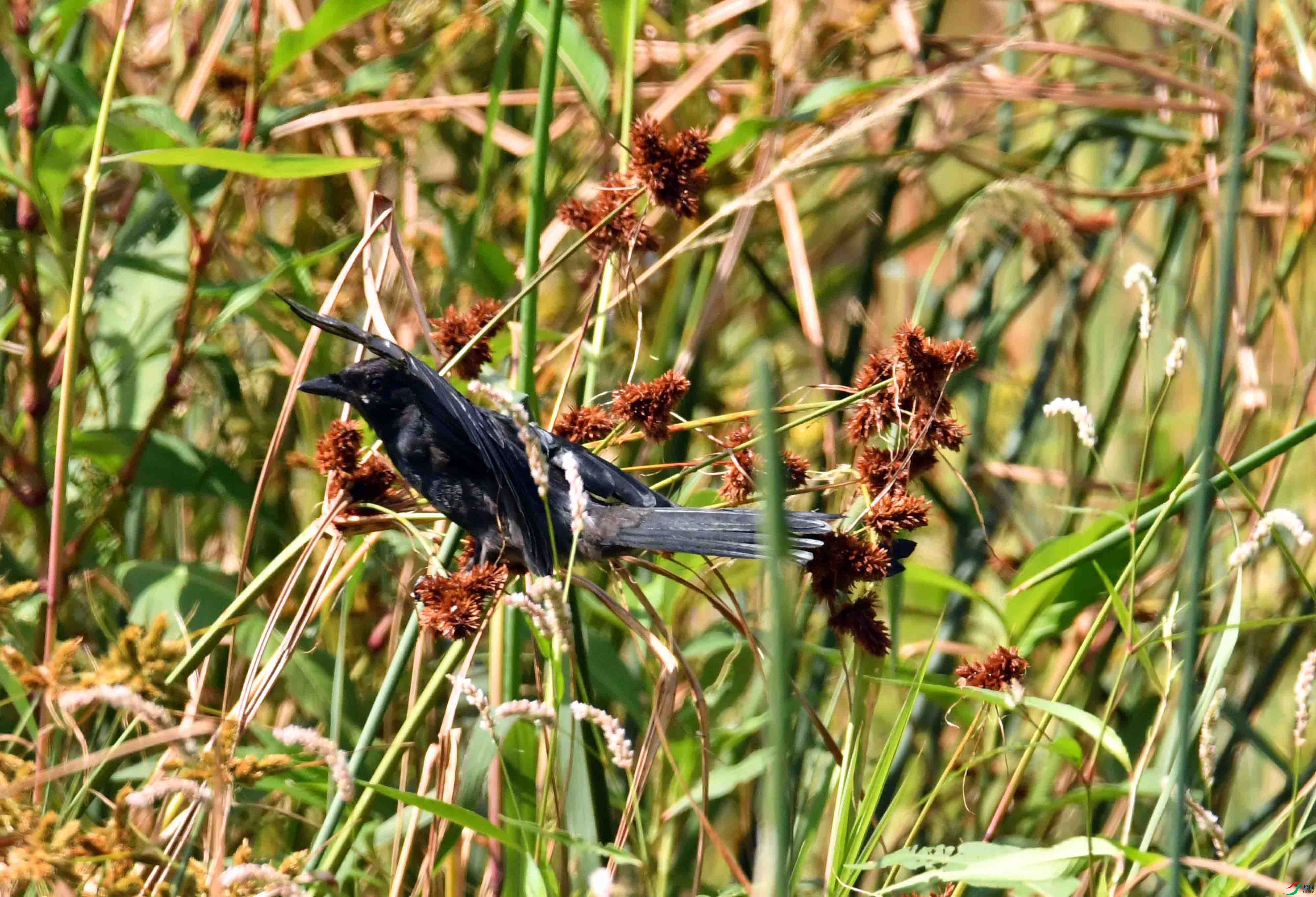 DSC_3528.JPG