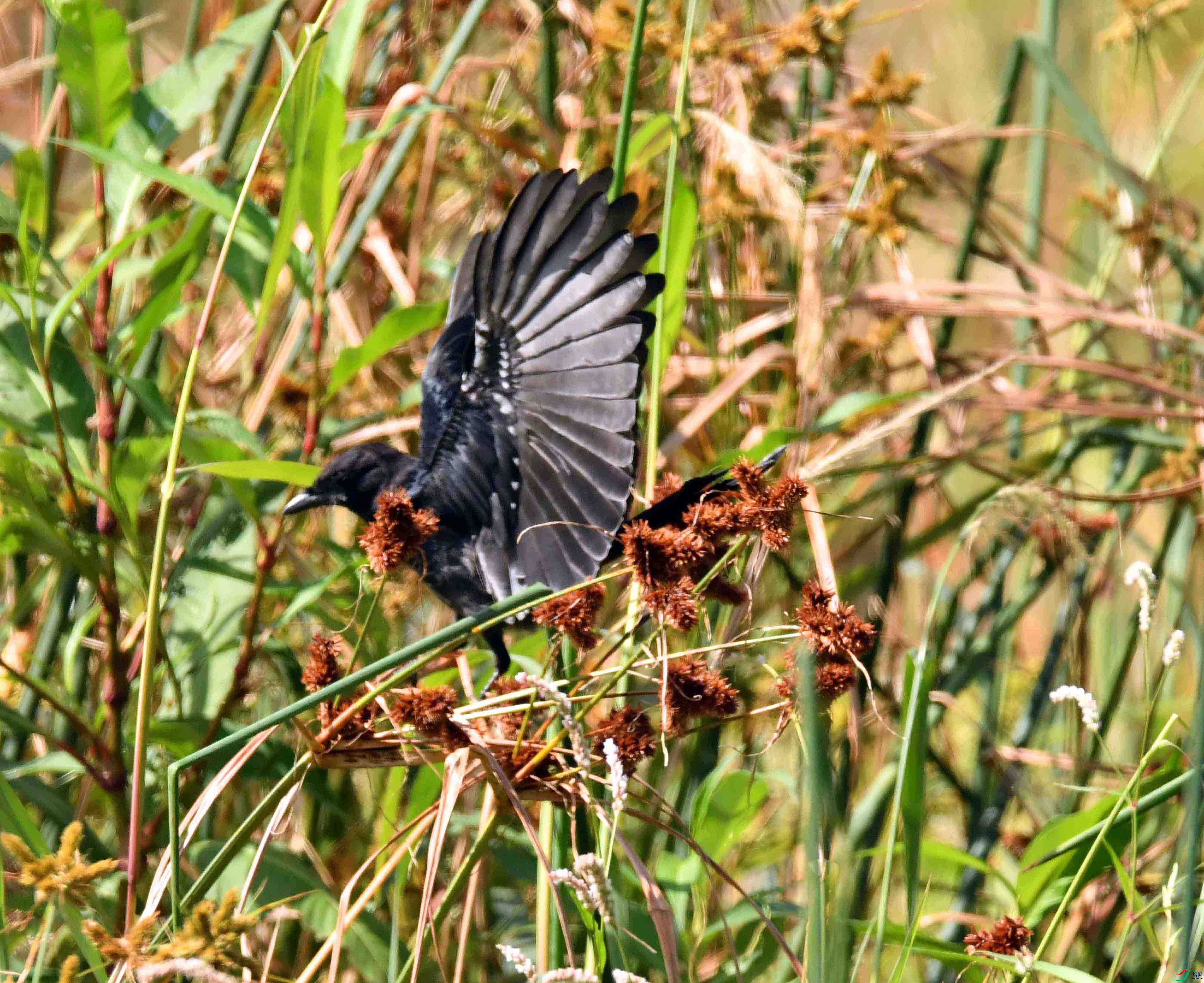 DSC_3534.JPG