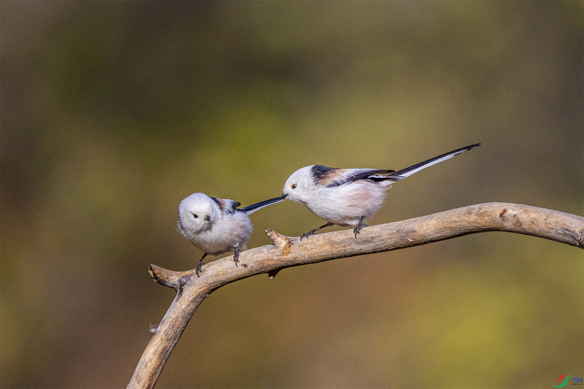 1K3A6875 ����1.jpg