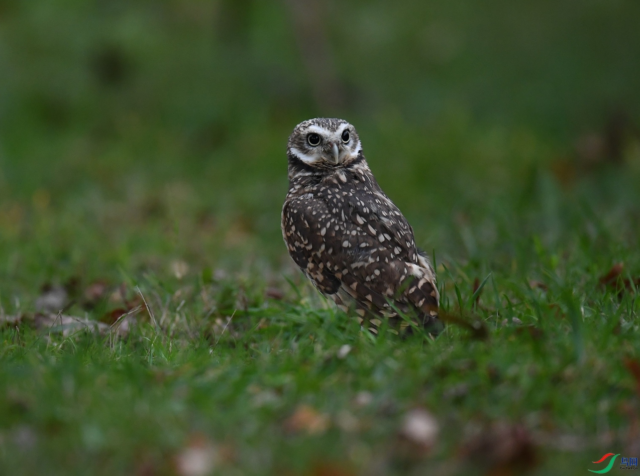 DSC_5781_����.jpg
