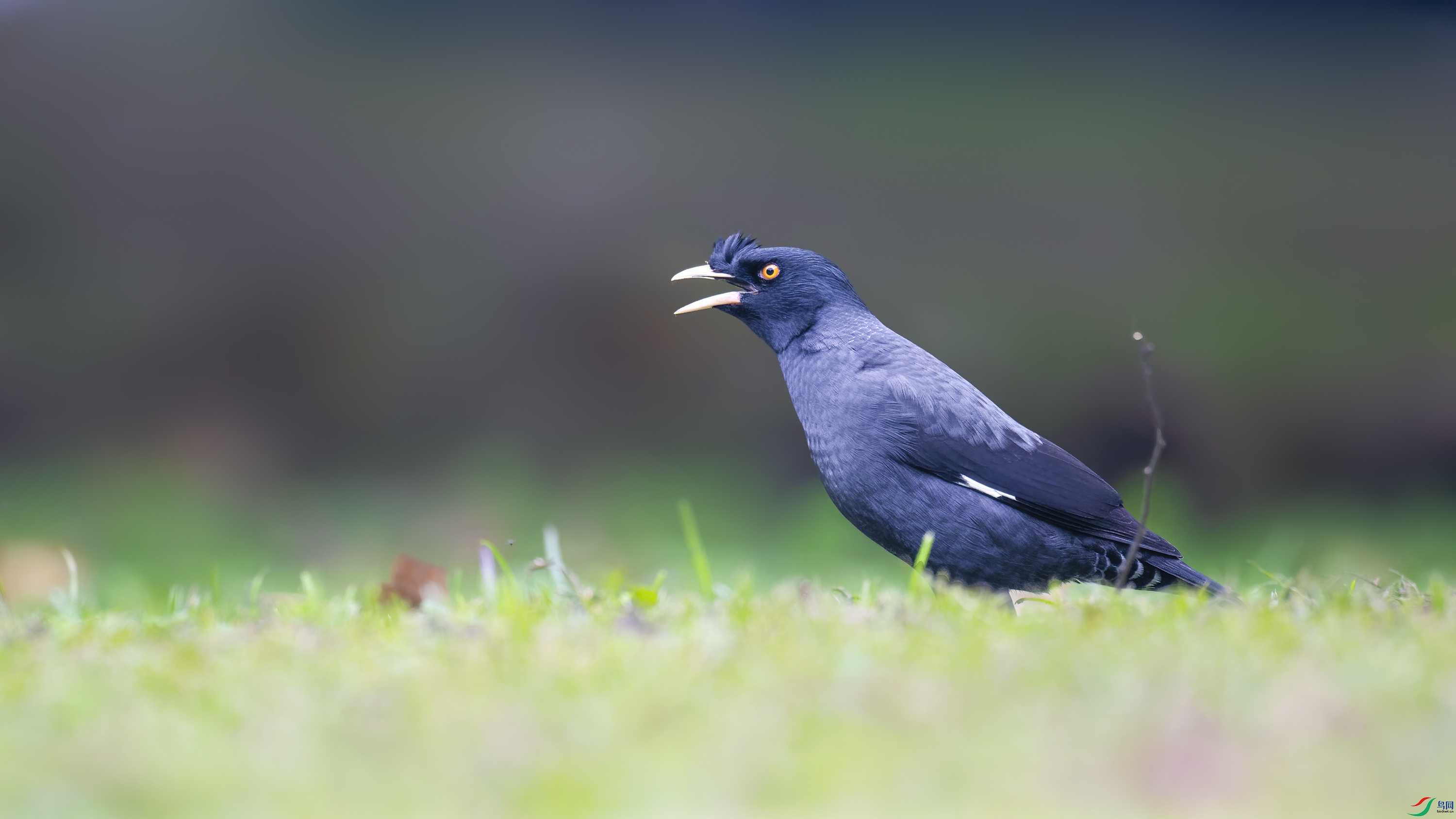 DSC_8660_DxO.jpg