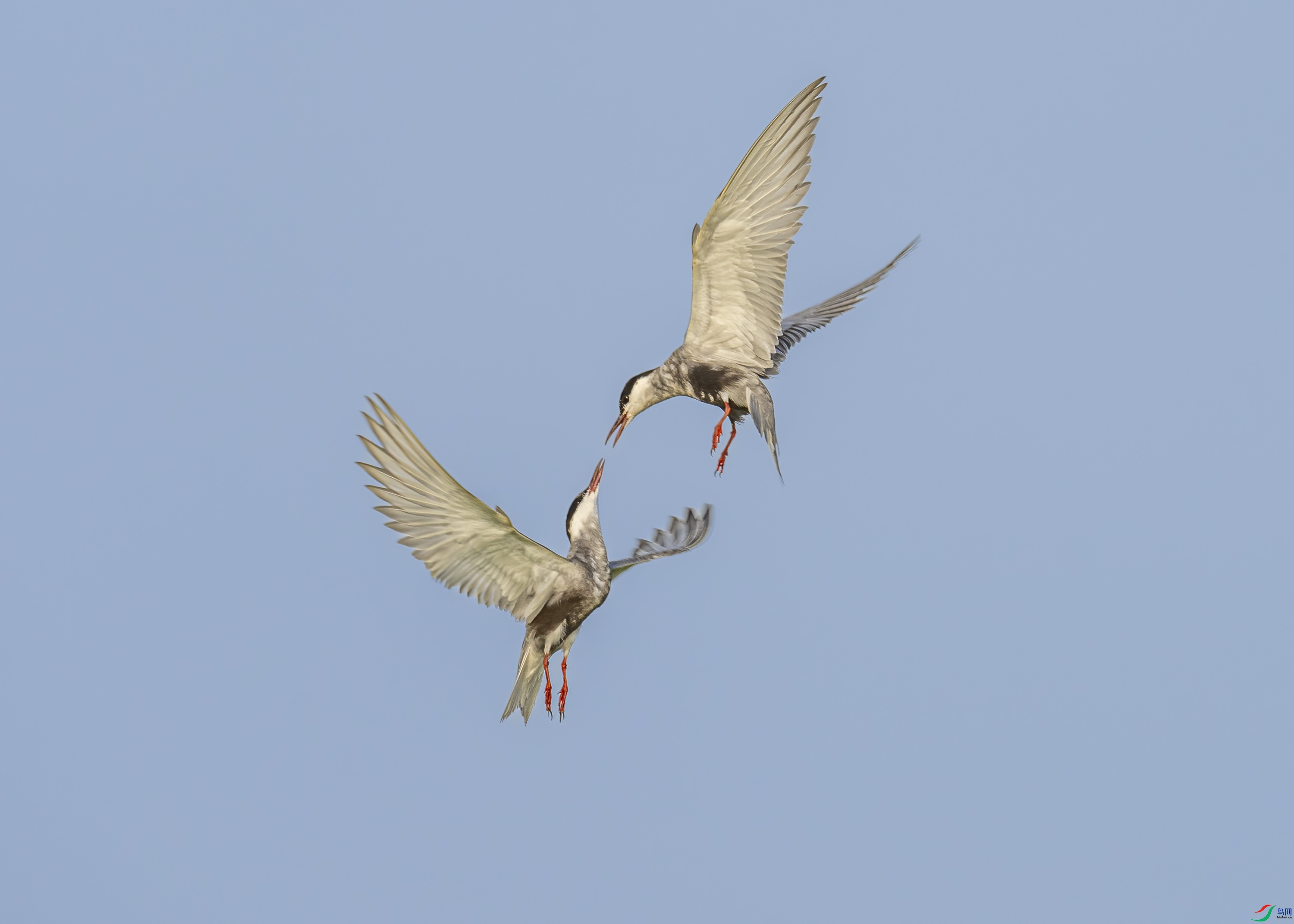 DSC09933-2.jpg