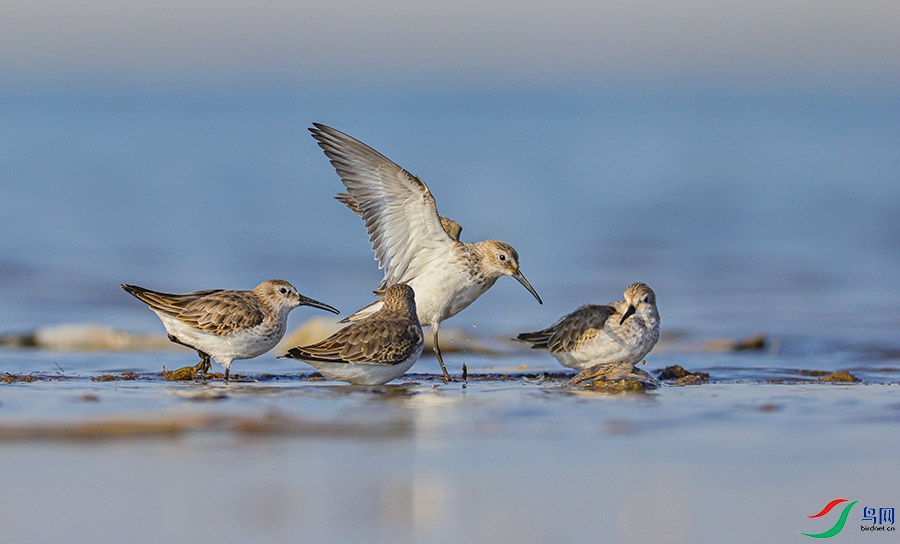 �ڸ�����