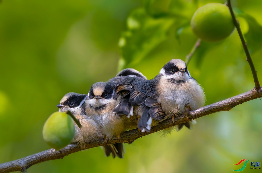 ��ͷɽȸ����