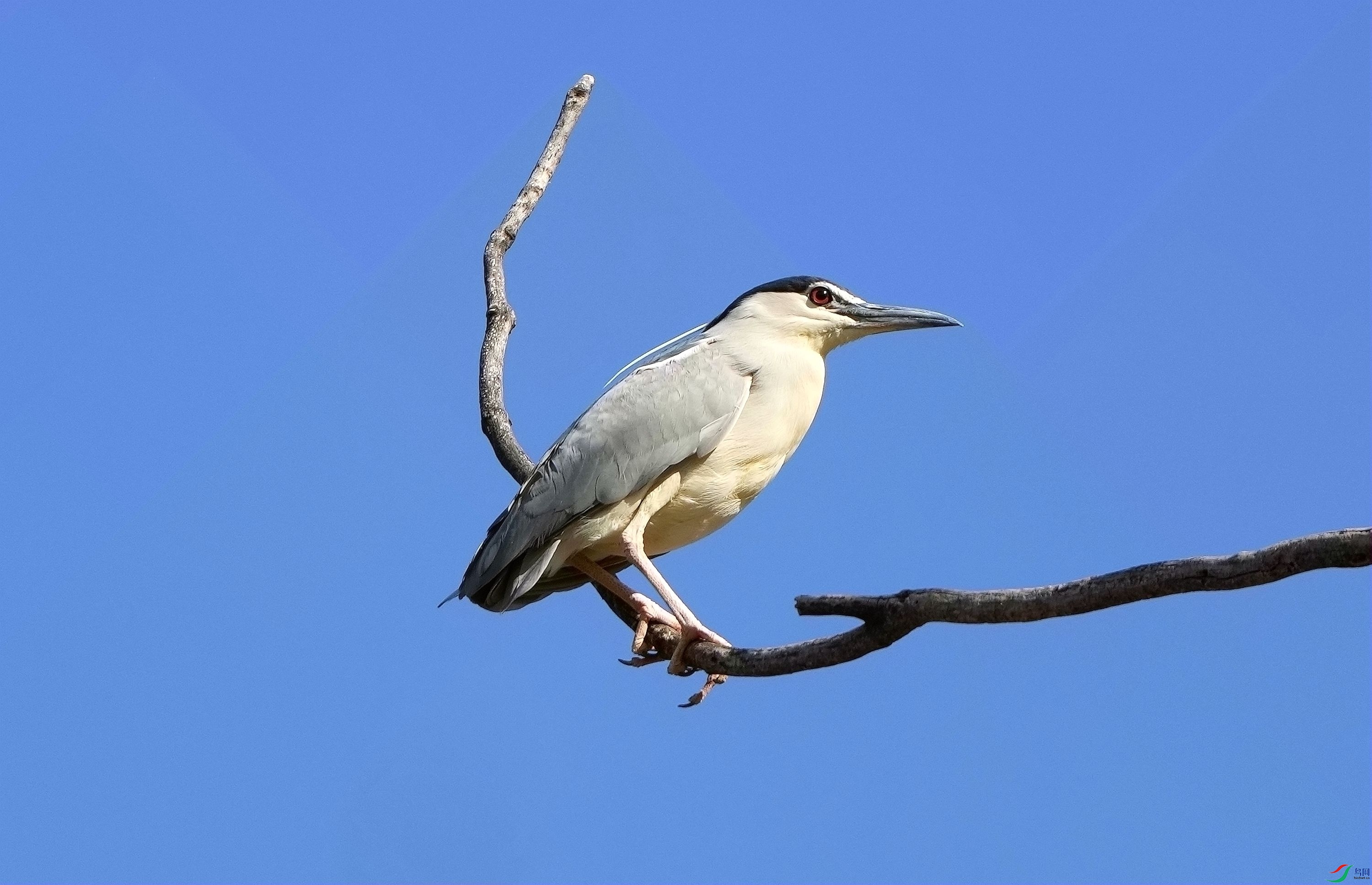�߸�����DSC00799_����.jpg