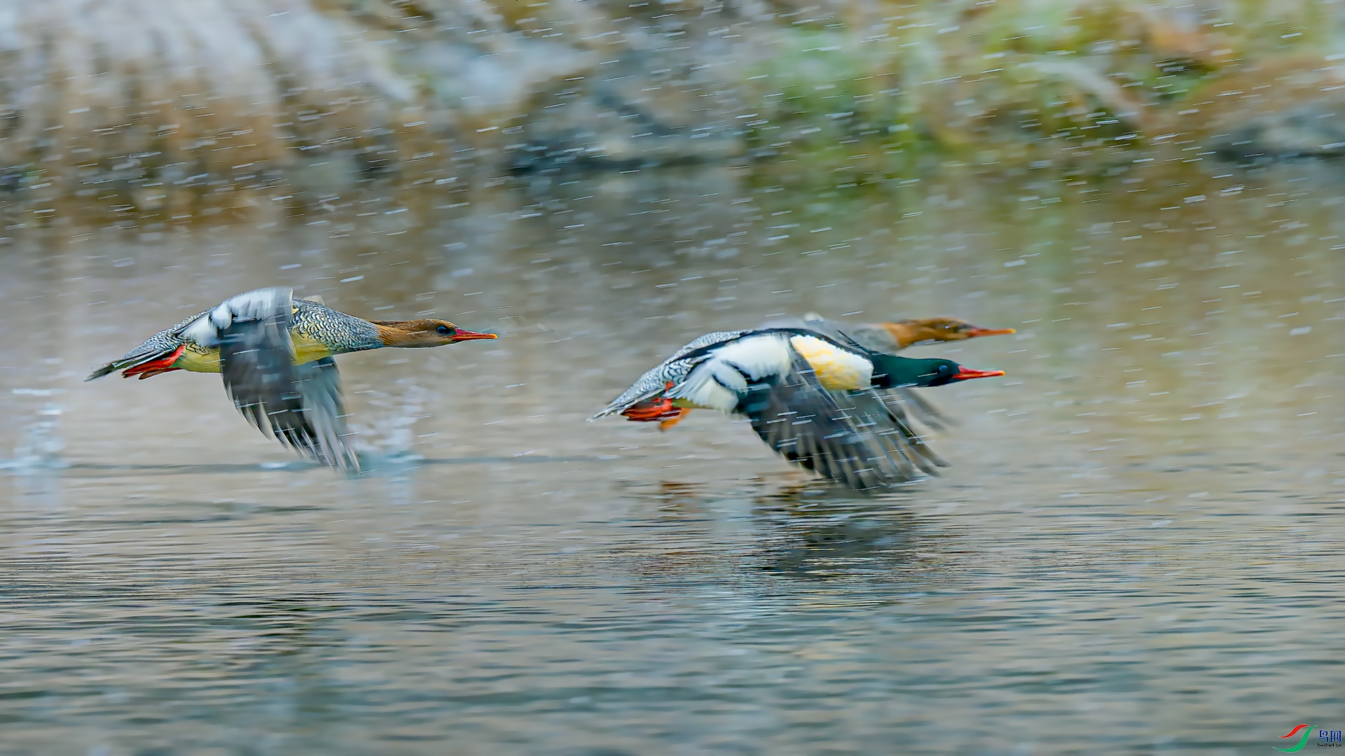 _DSC9145==1w.jpg