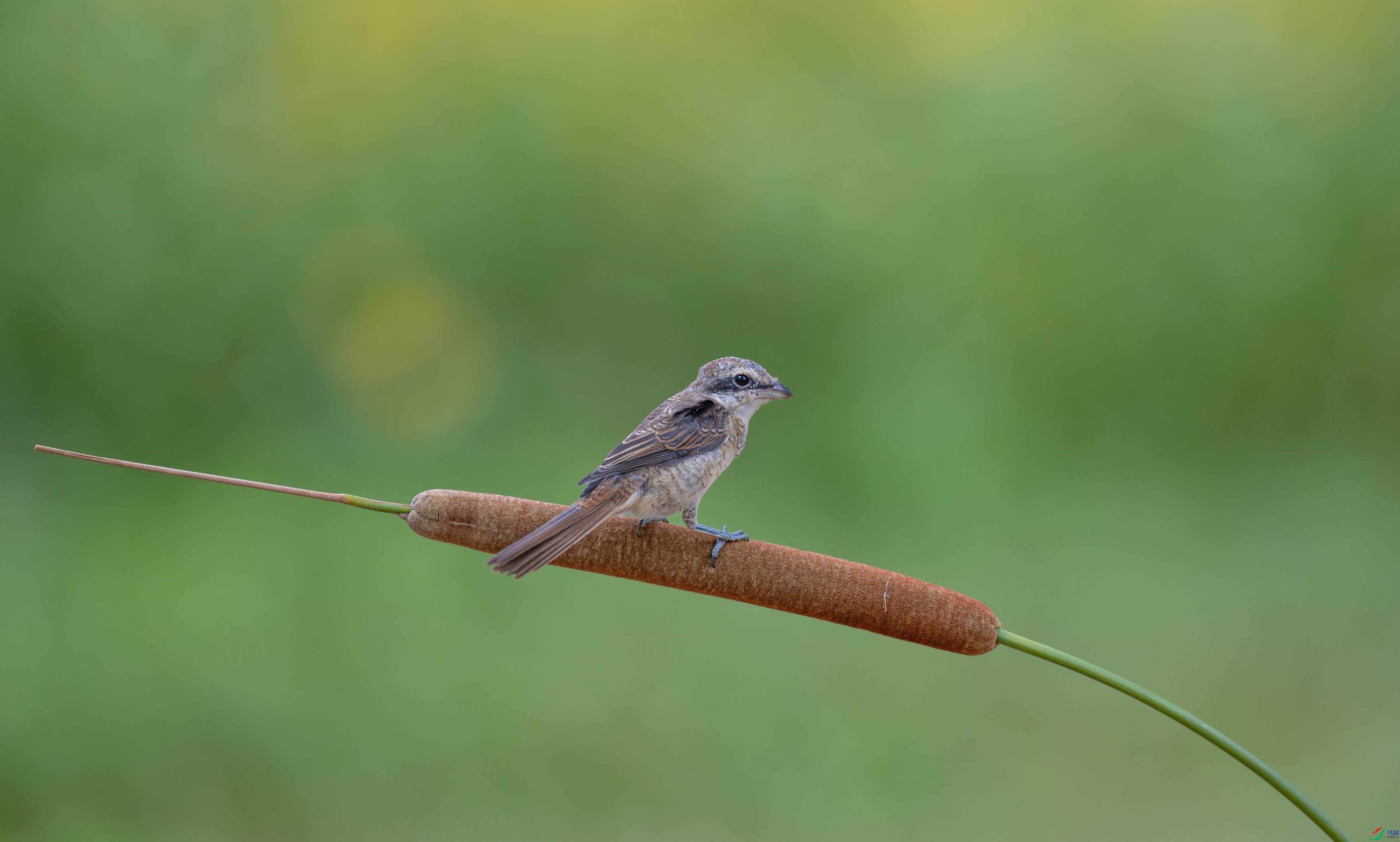 DSC_541801.jpg