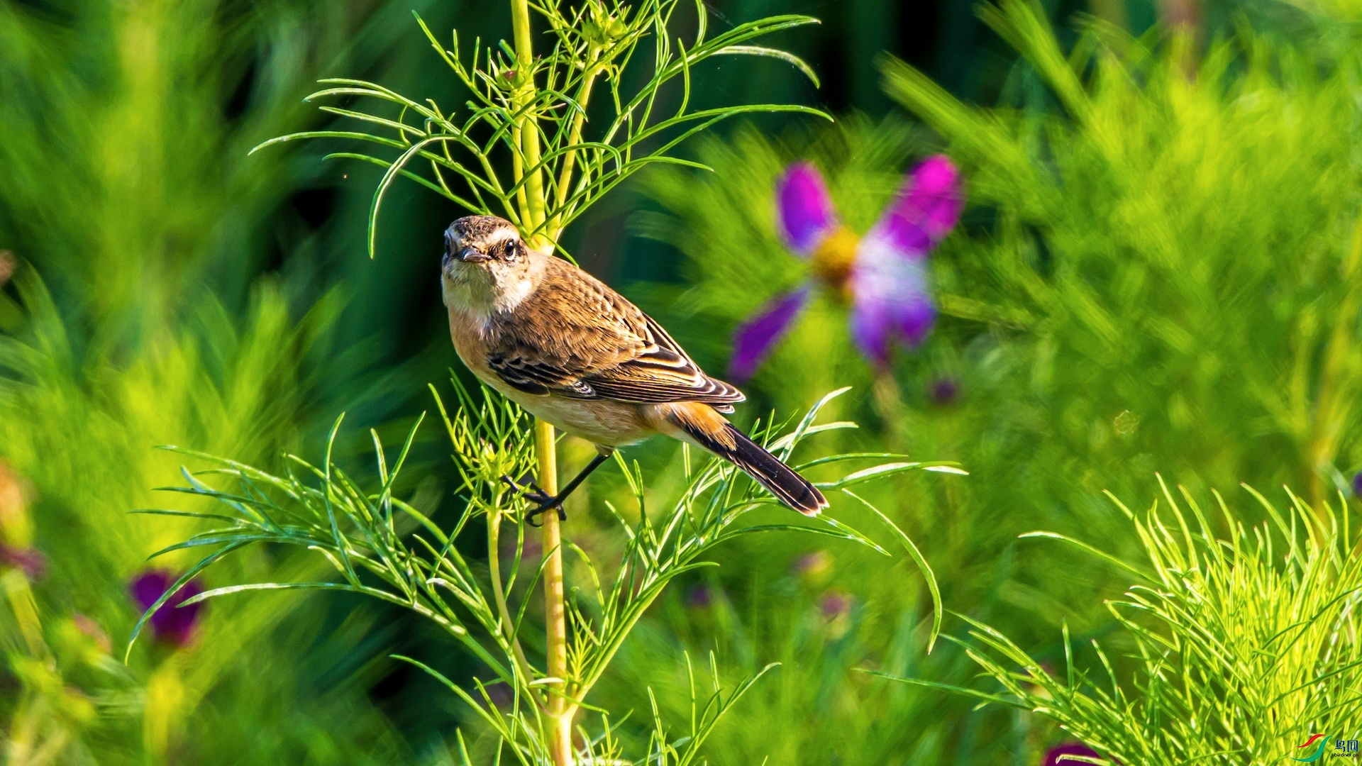 1-DSC_2968 ����.jpeg