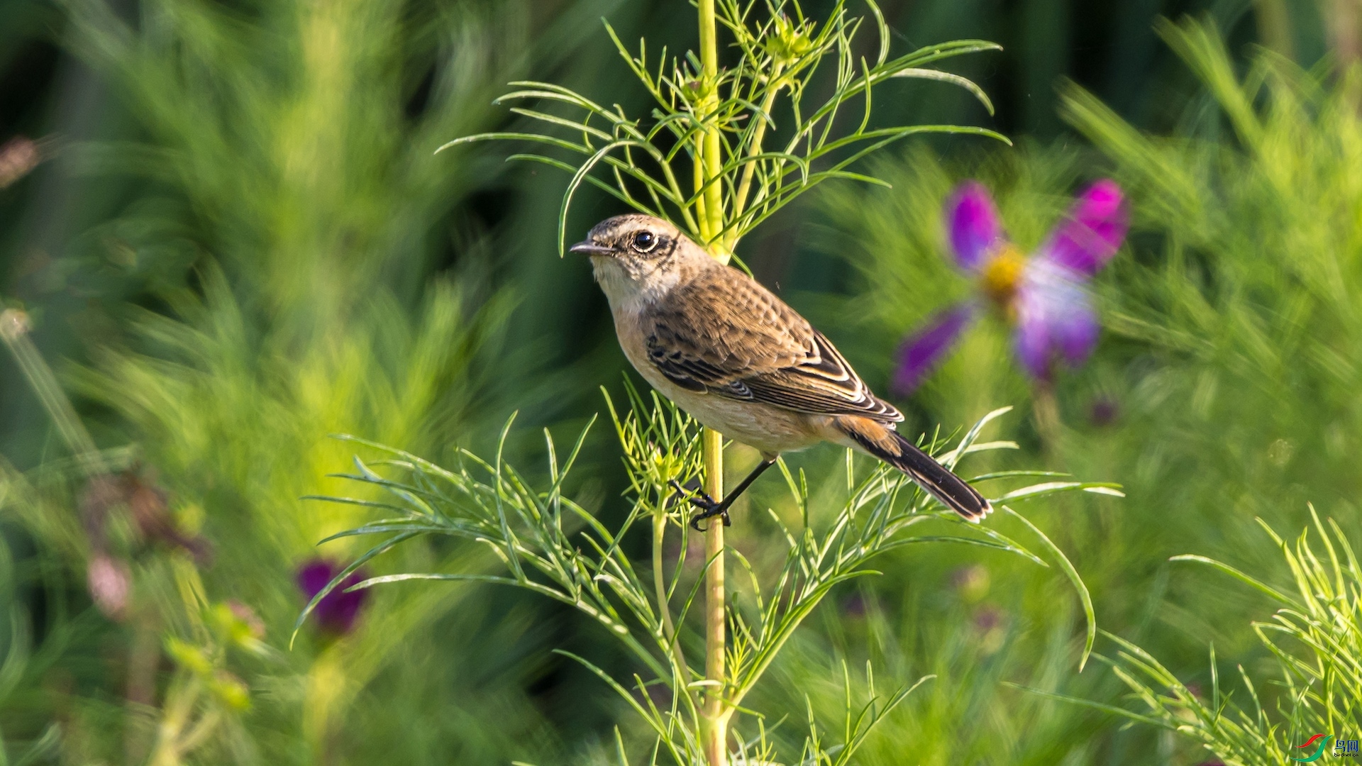 1-DSC_2977 ����.jpeg