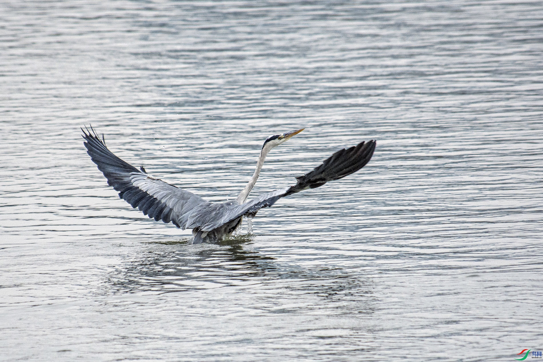 DSC_4575 0.jpg