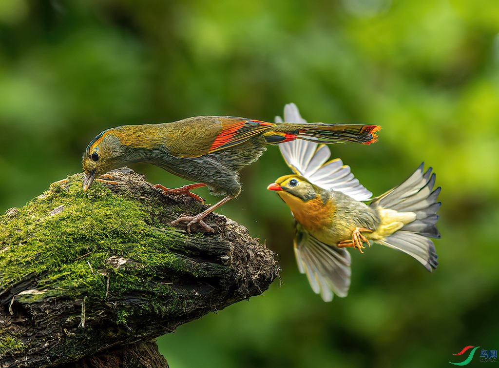 DSC02812-ARW_DxO_DeepPRIME ����.jpg