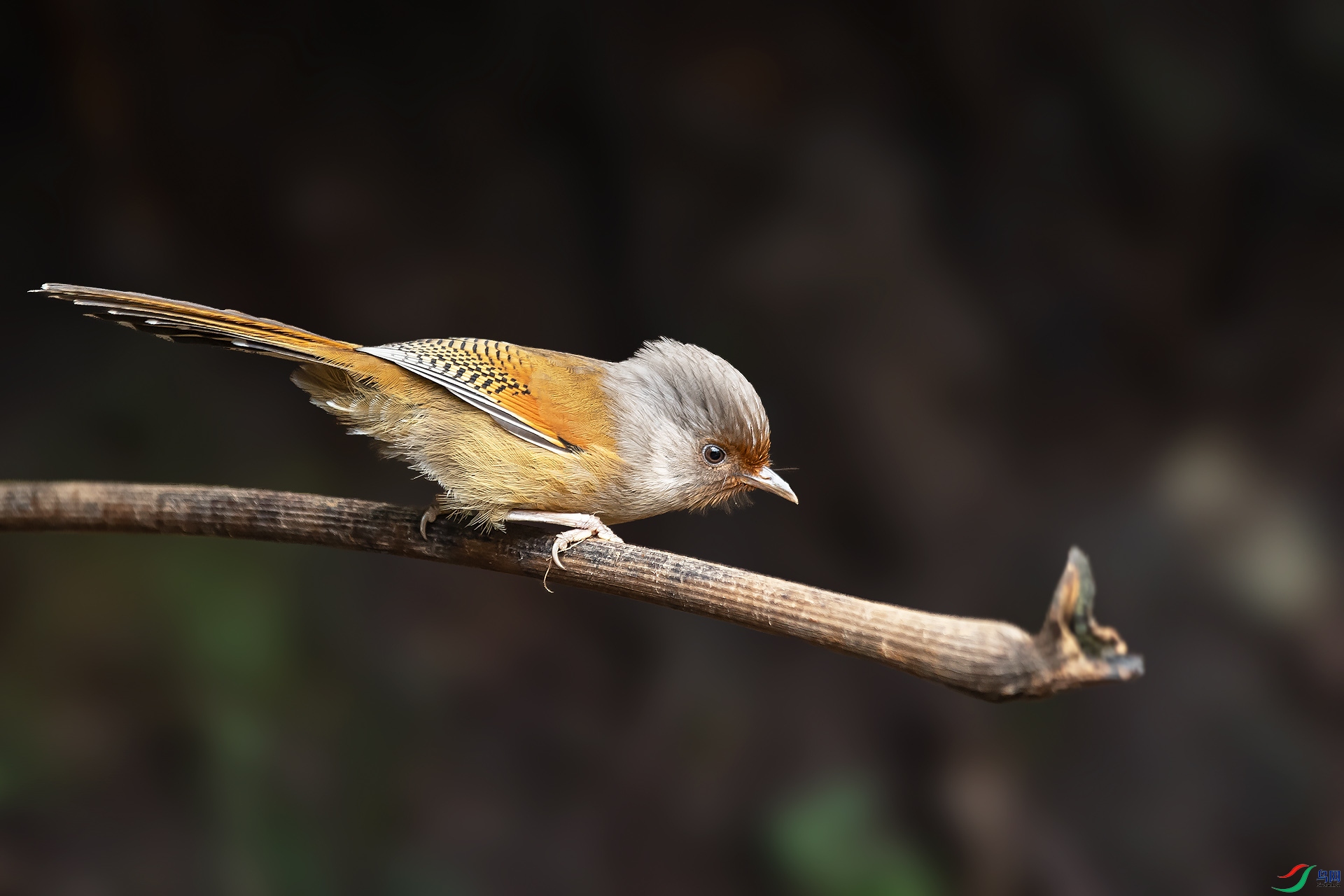 DSC_2884.jpg