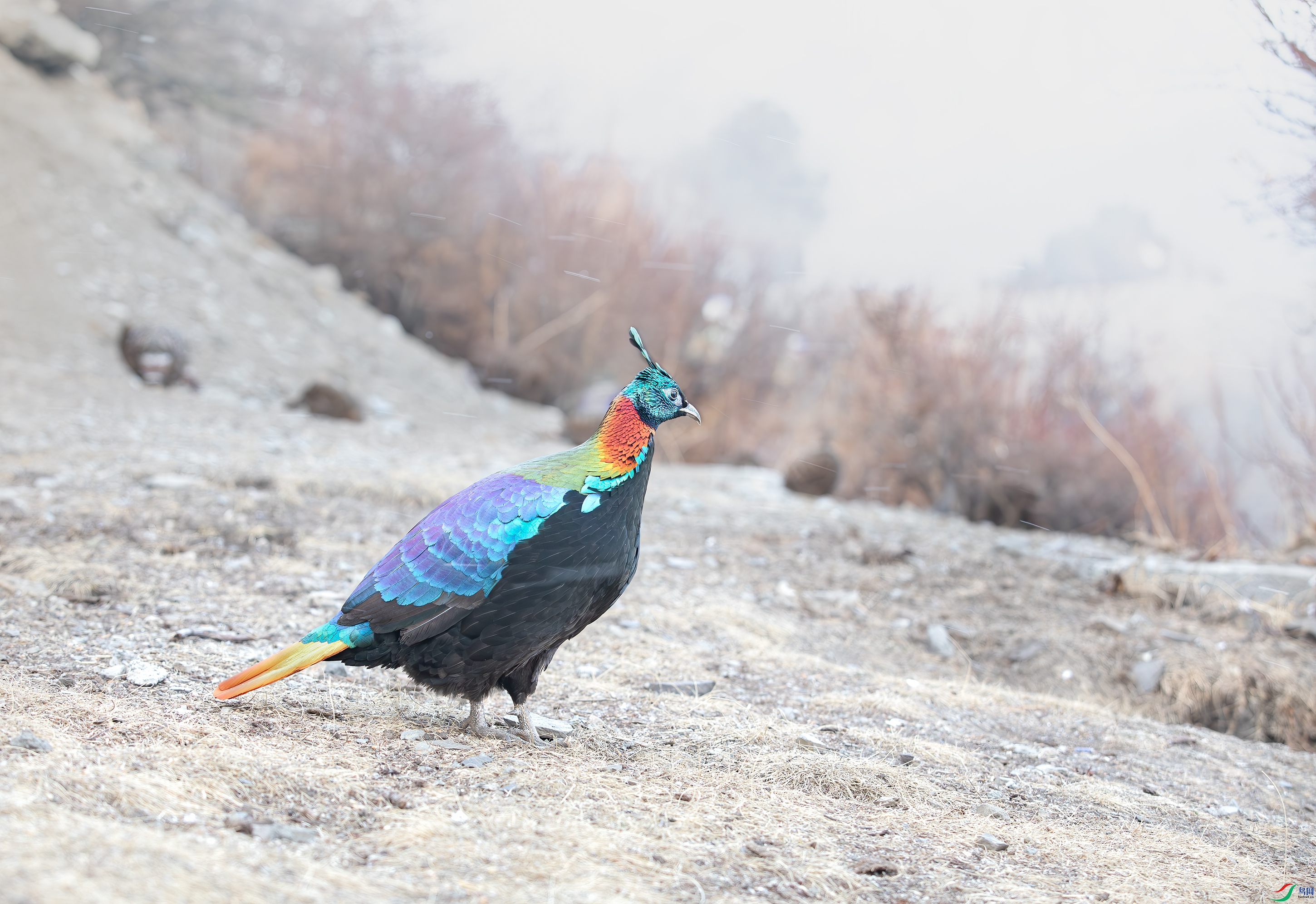 _S5A8484-����ǿ-NR ����.jpg