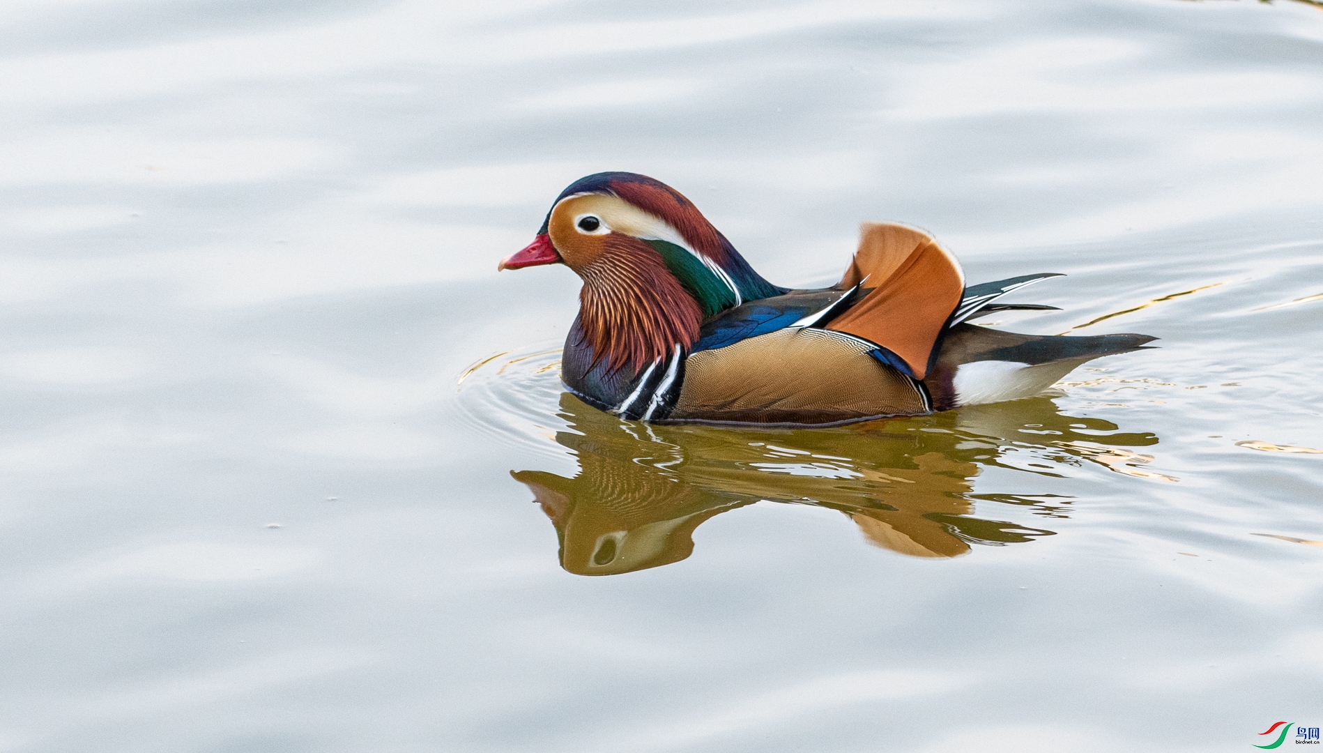 DSC_7079.jpg