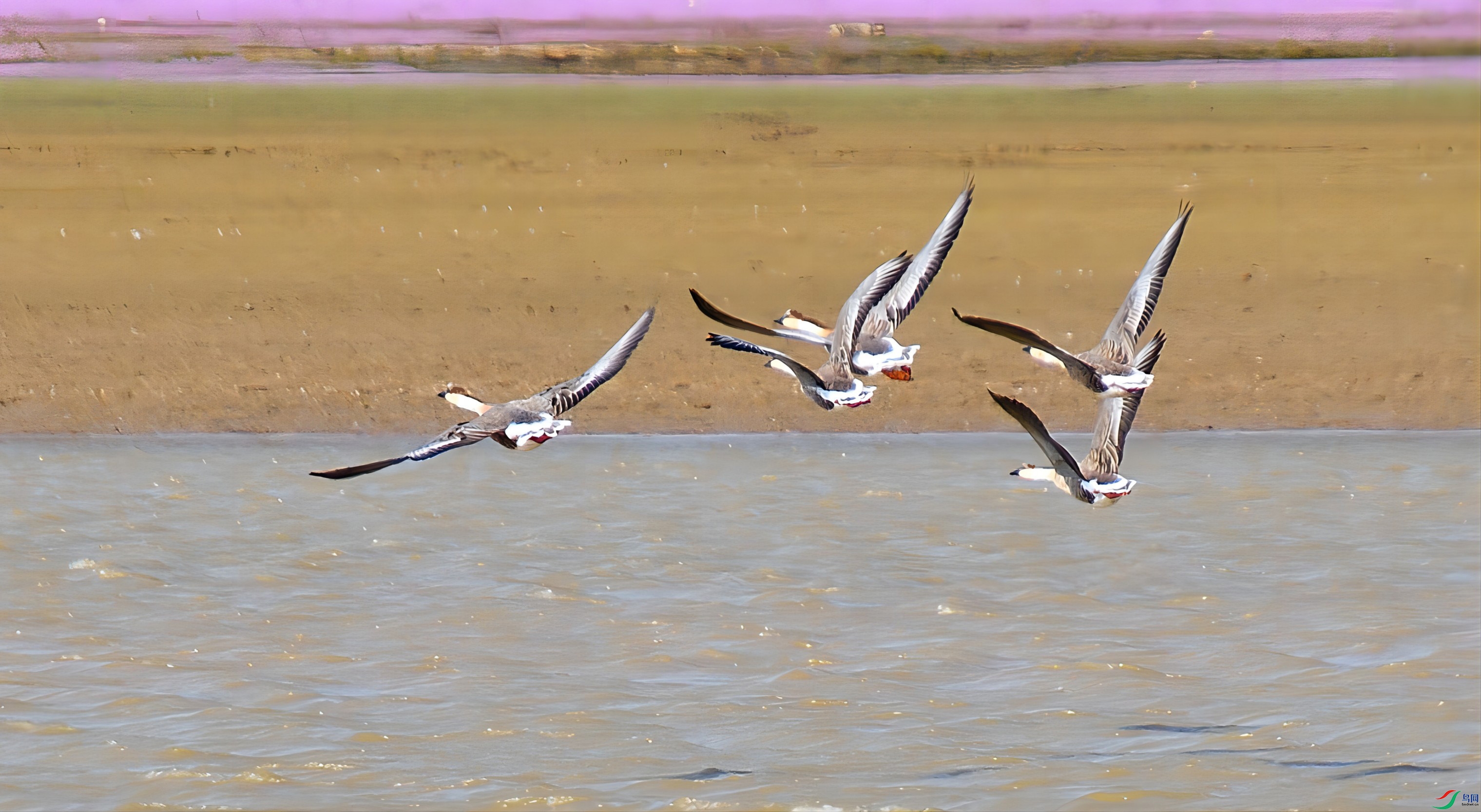 DSC_2322_313p.jpg