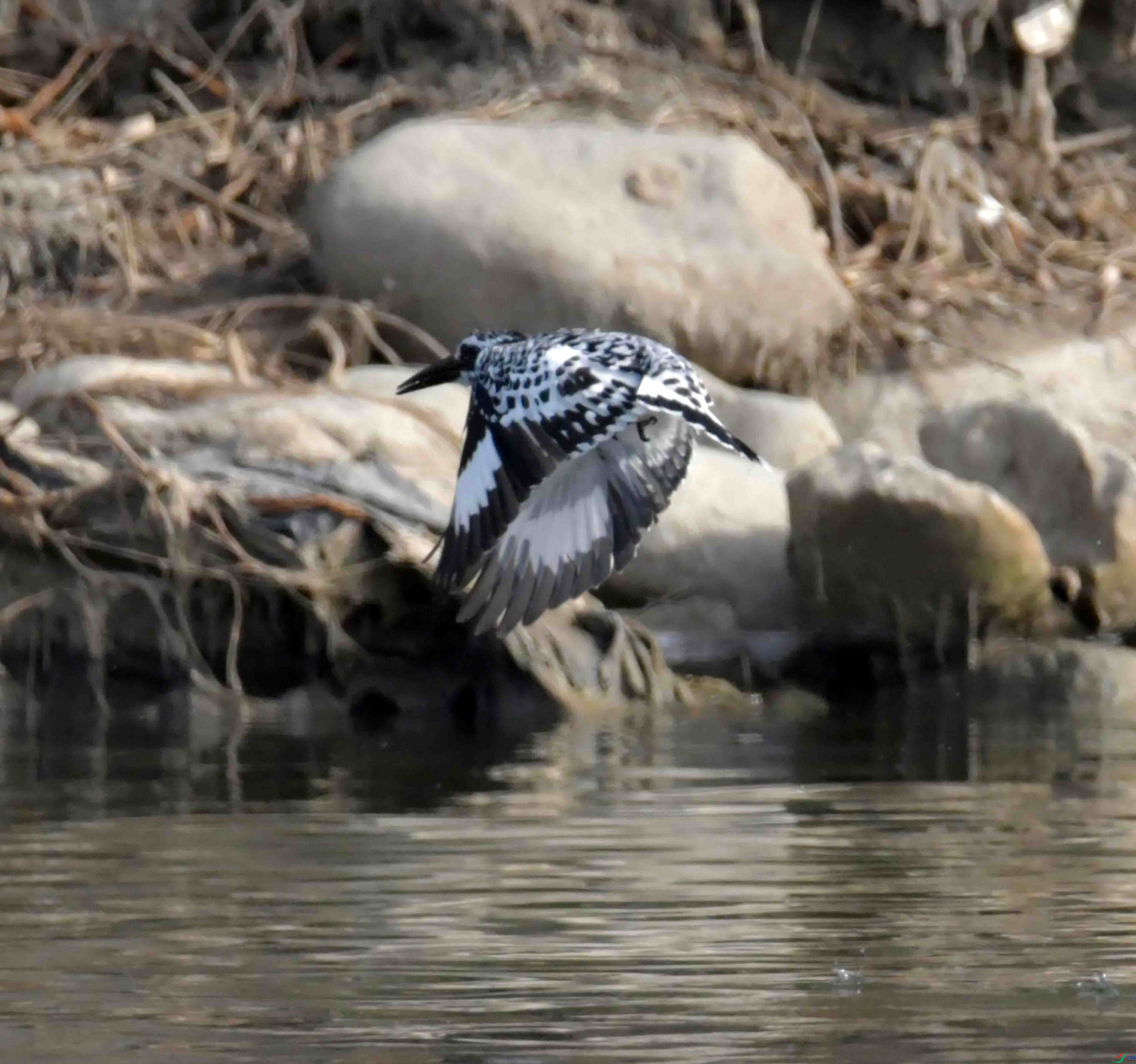 DSC_9095.JPG
