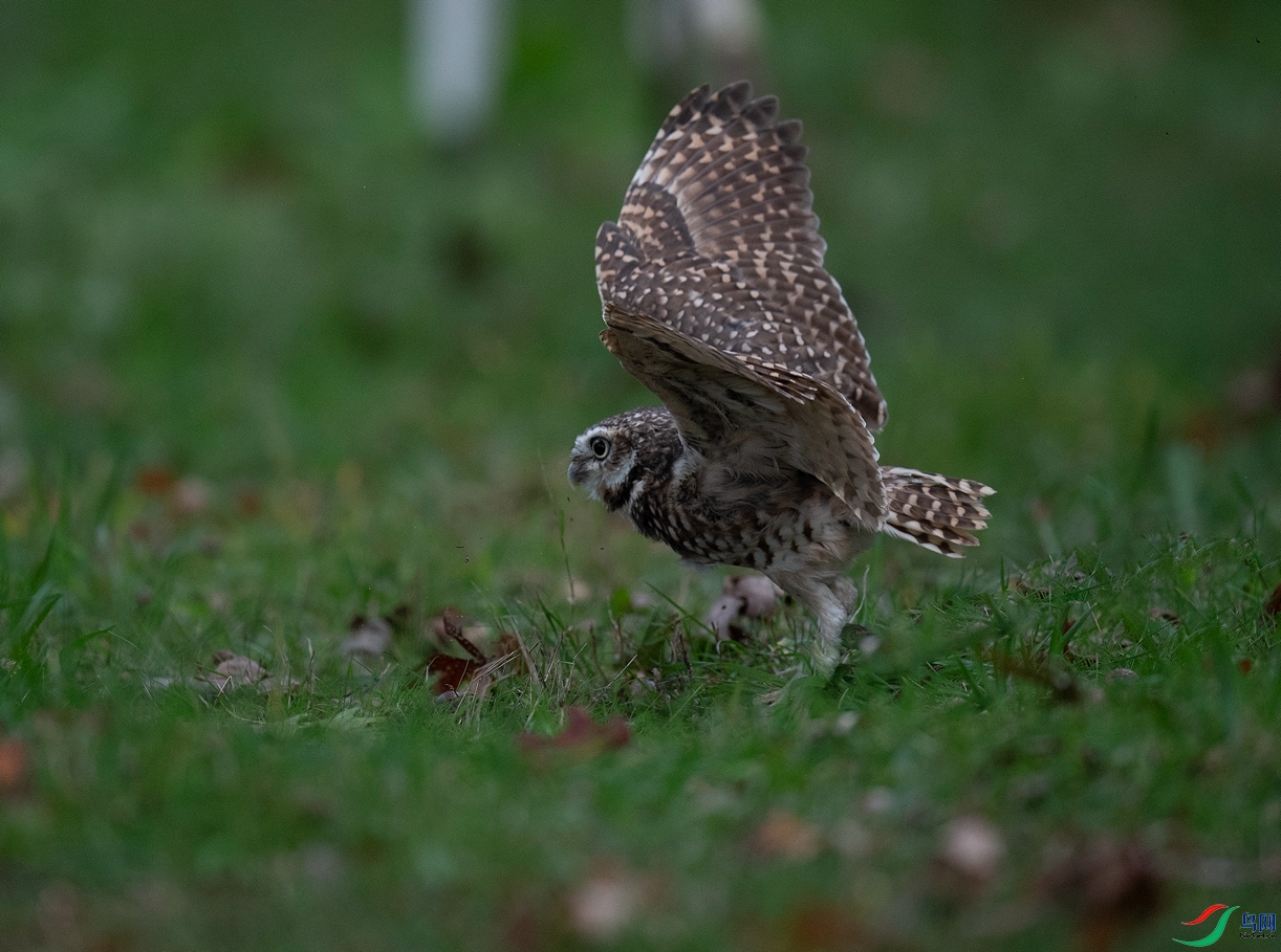 DSC_5831-1-1_����.jpg