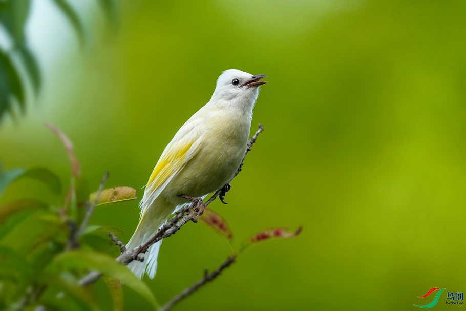 �컯��ͷ��