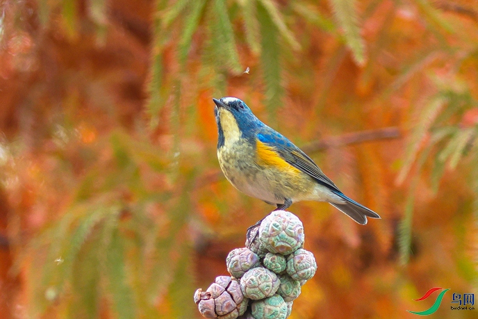 ��в��β���