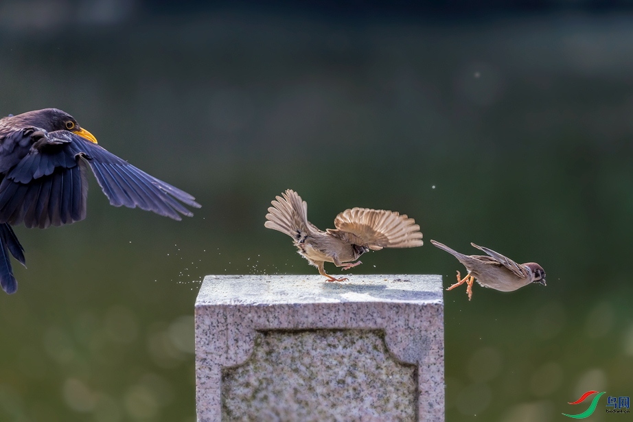 ��ȸ���ڶ�