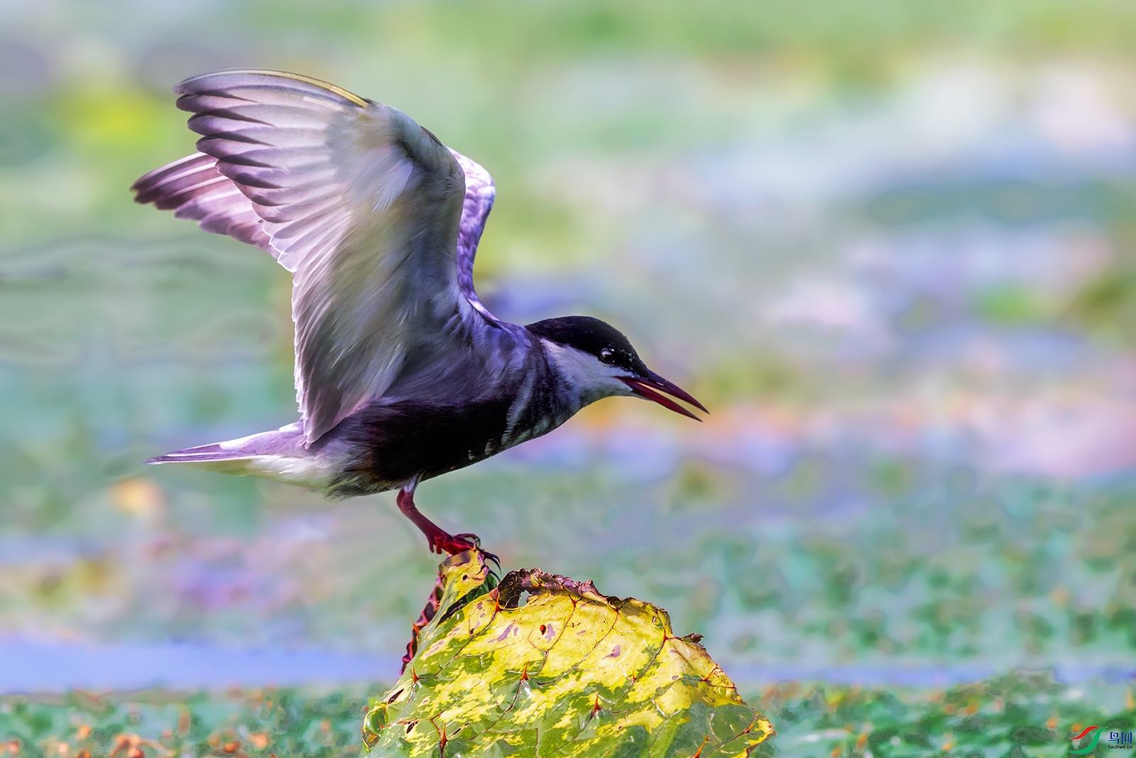 �븡Ÿ----�����ڷ�