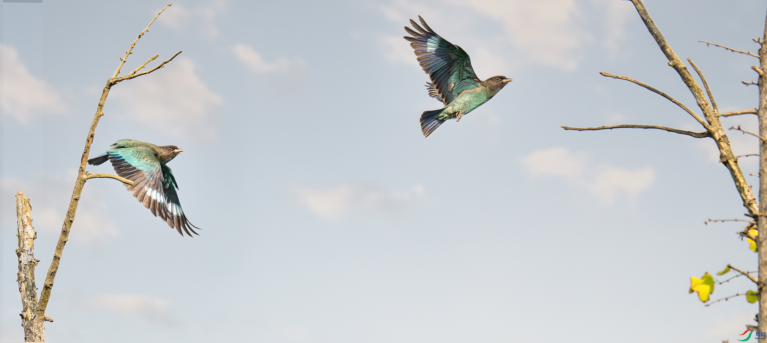 _DSC0453_DxO-1-����-����x.jpg