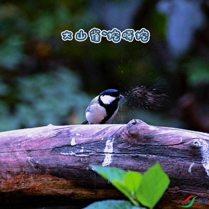 ��ɽȵ��ѽ��