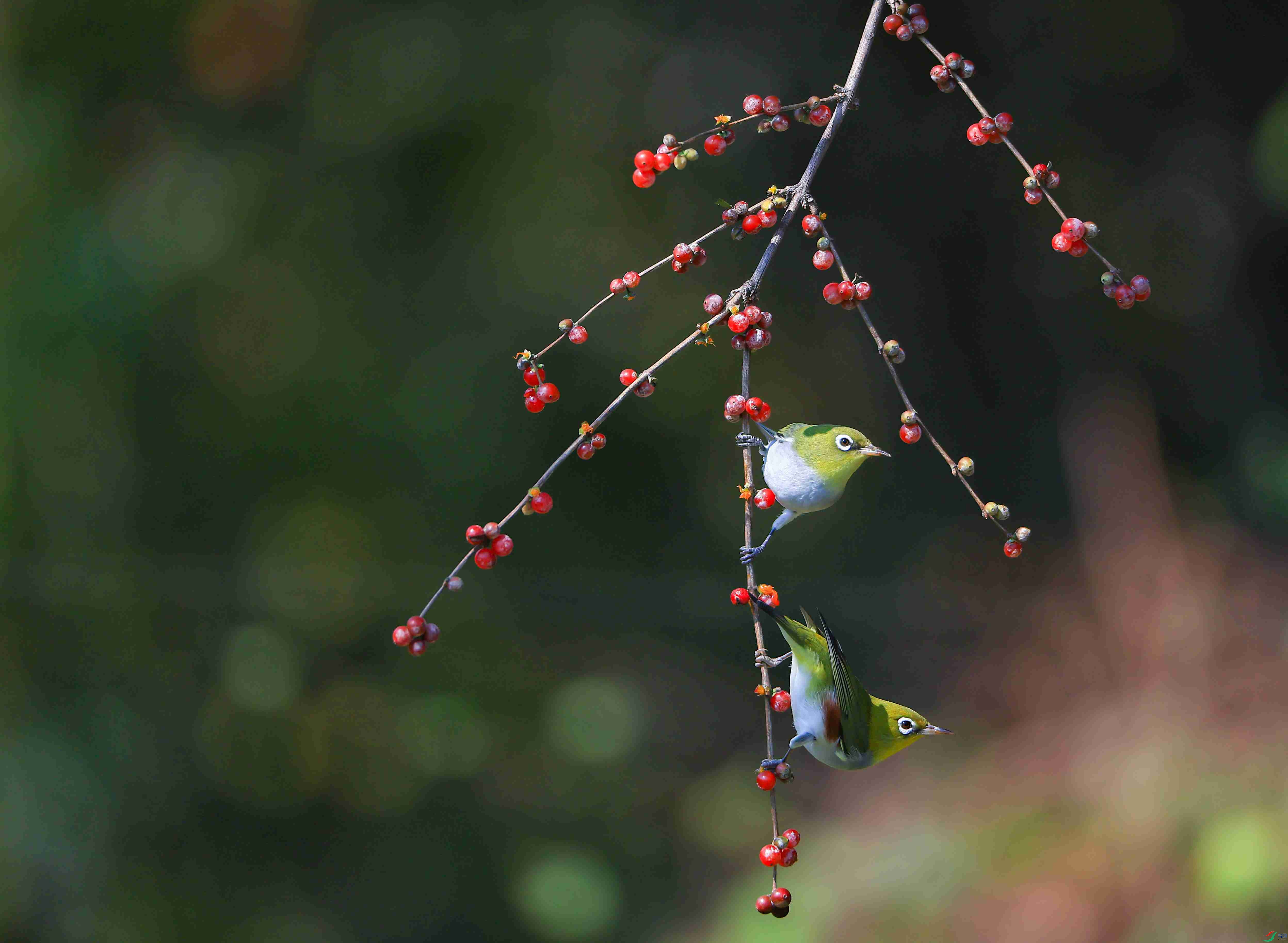 724A6464 ����_����.jpg