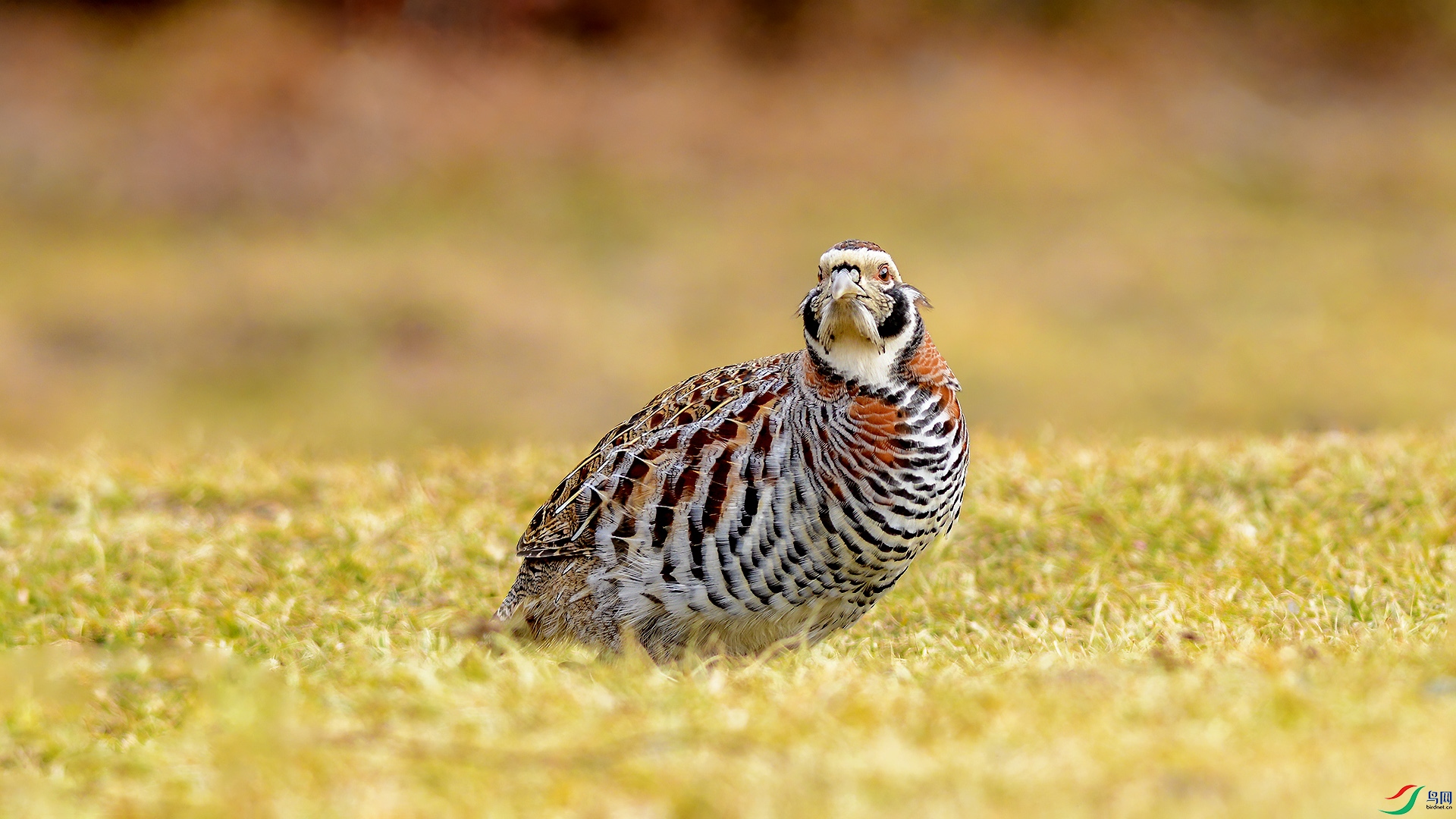 DSC_21cc11.jpg