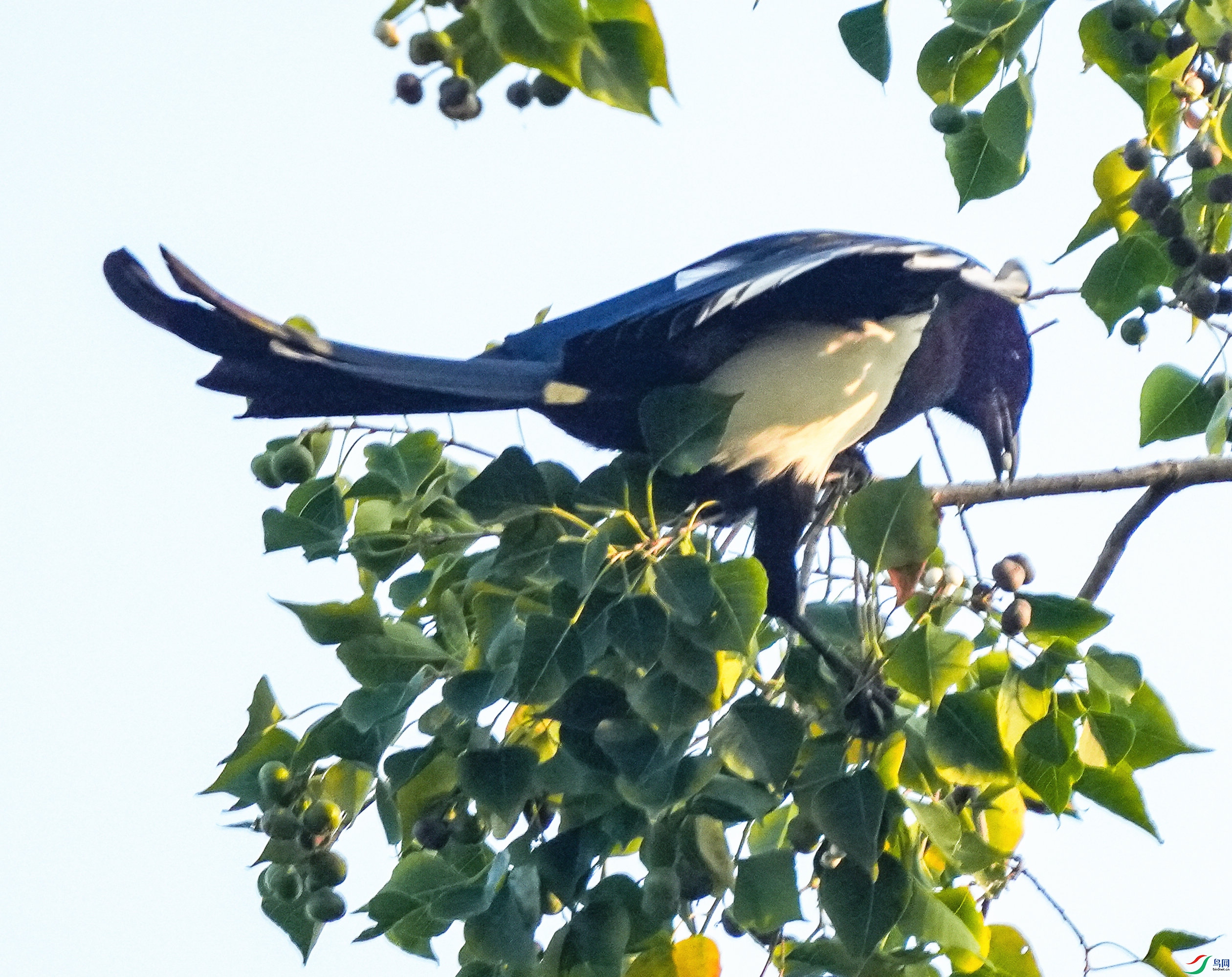 08DSC04910_1_����.jpg