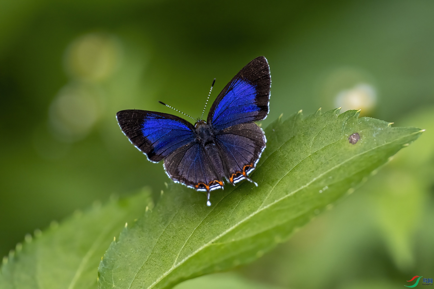 P7182139-ɯ�Ʋʻҵ�.jpg