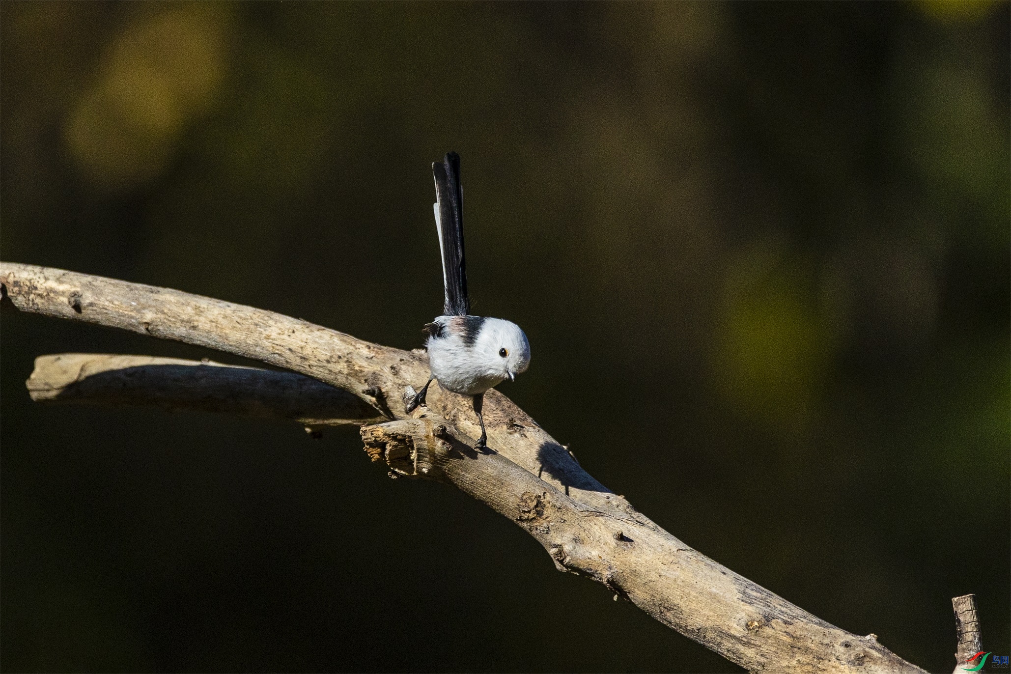 1K3A7657 ����1.jpg