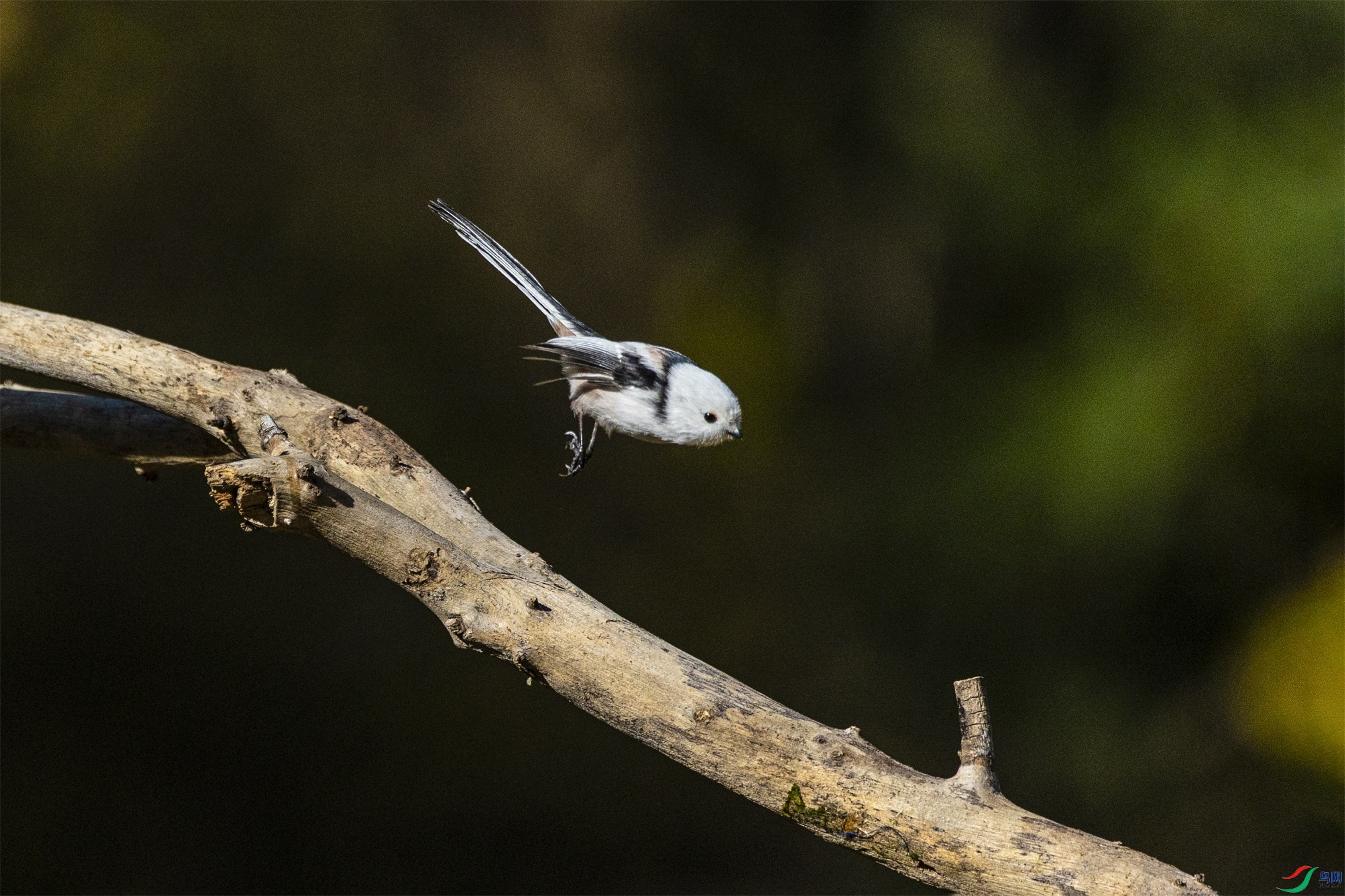 1K3A7665 ����1.jpg