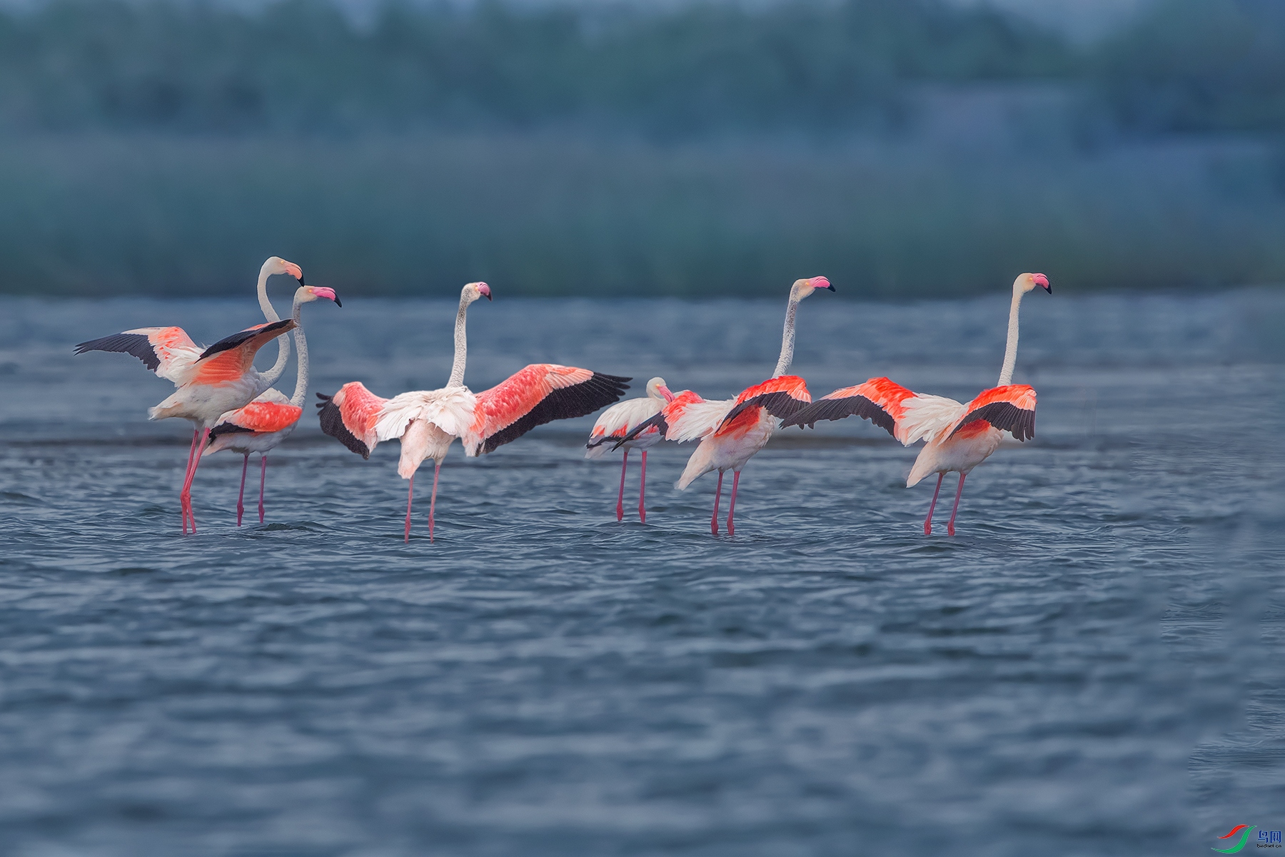 ������----ӭ��չ��