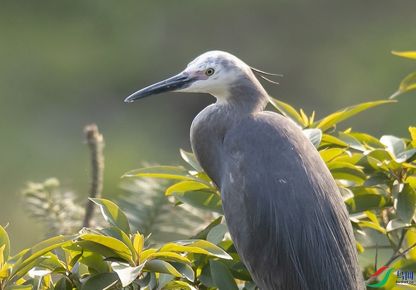 Ұ��������ʦ�ڸ������¼�¼���ĻҰ���