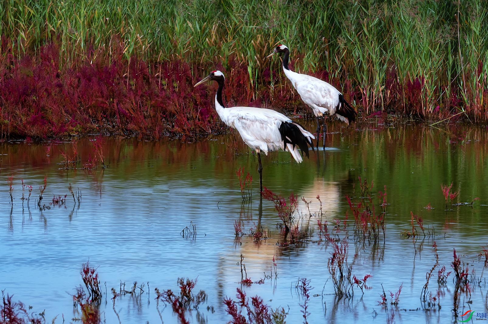 ���̲�ϵĵ�����