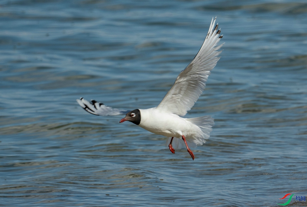 DSC_9942.jpg
