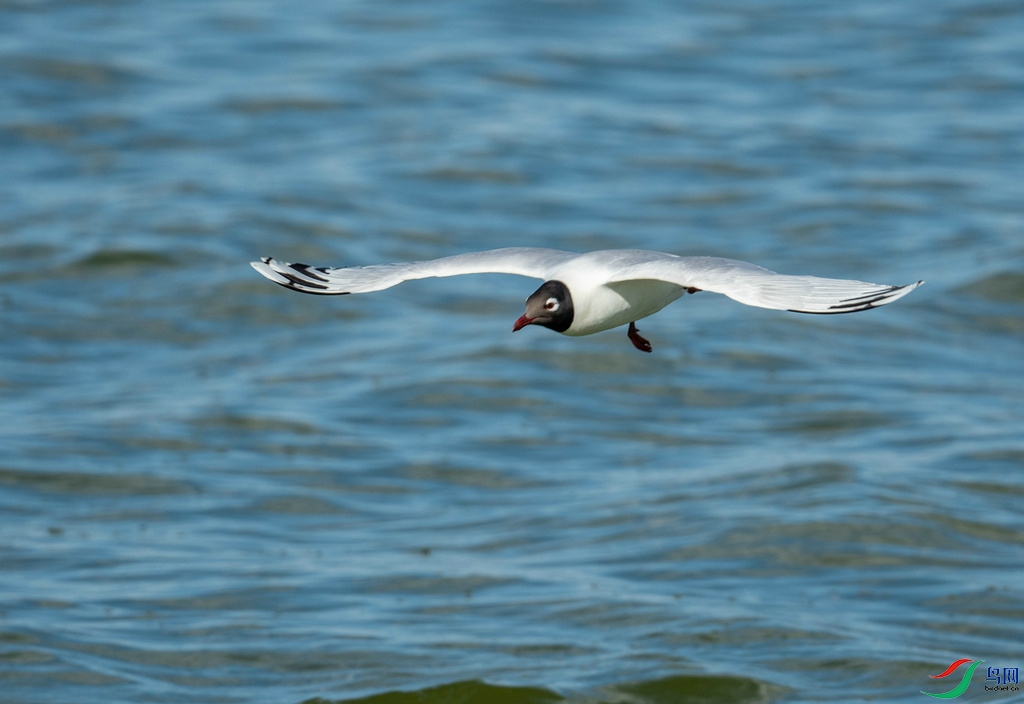 DSC_9955.jpg