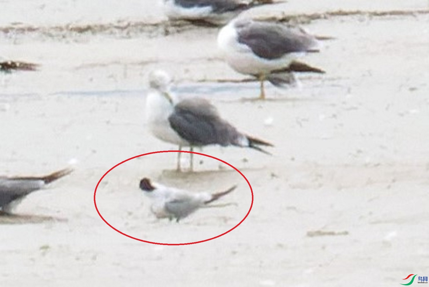 Ÿ-���ն�̨DSCF1567 - ����.jpg